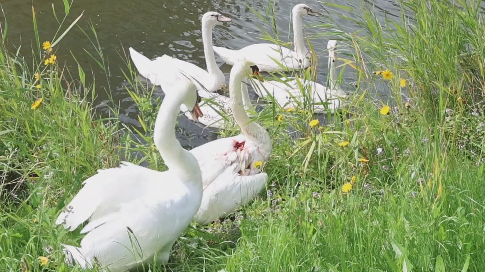 Hond valt zwaan aan in Zoetermeer: 'Zelfs de longen kapot gebeten'