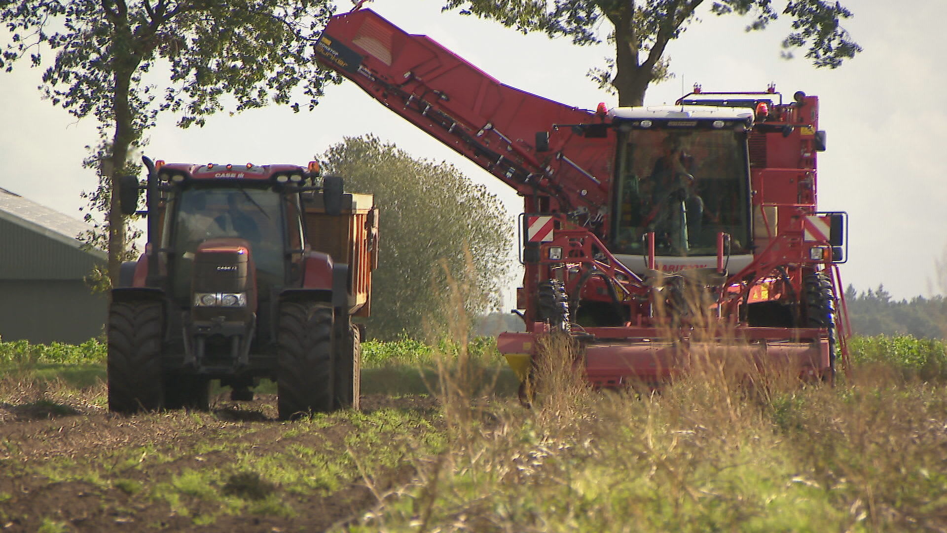Boeren vol onbegrip ondanks twee weken uitstel: aardappel moet nu uit de grond