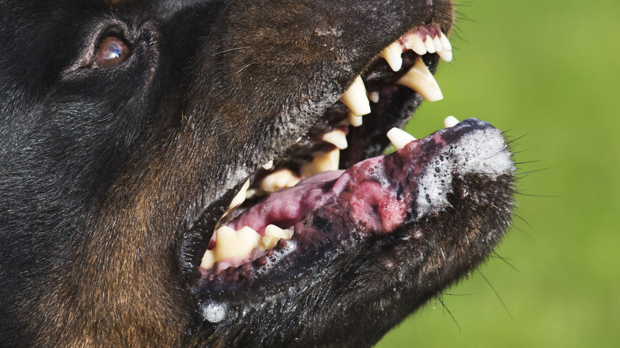 Jongetje (5) in gezicht gebeten door hond, politie zoekt baasjes