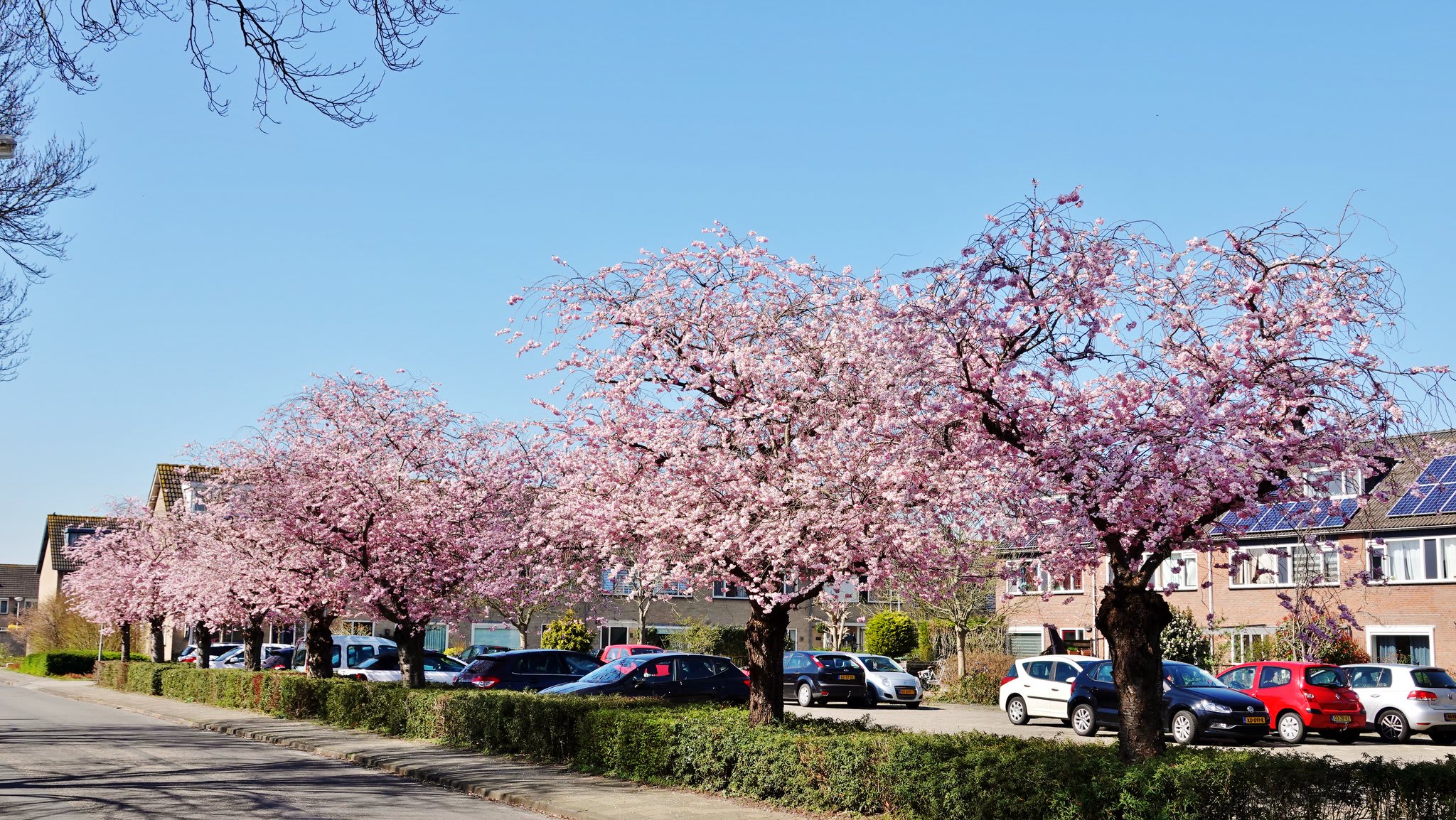 Roze, paars en wit: dit is wanneer de kersenbloesembomen gaan bloeien 