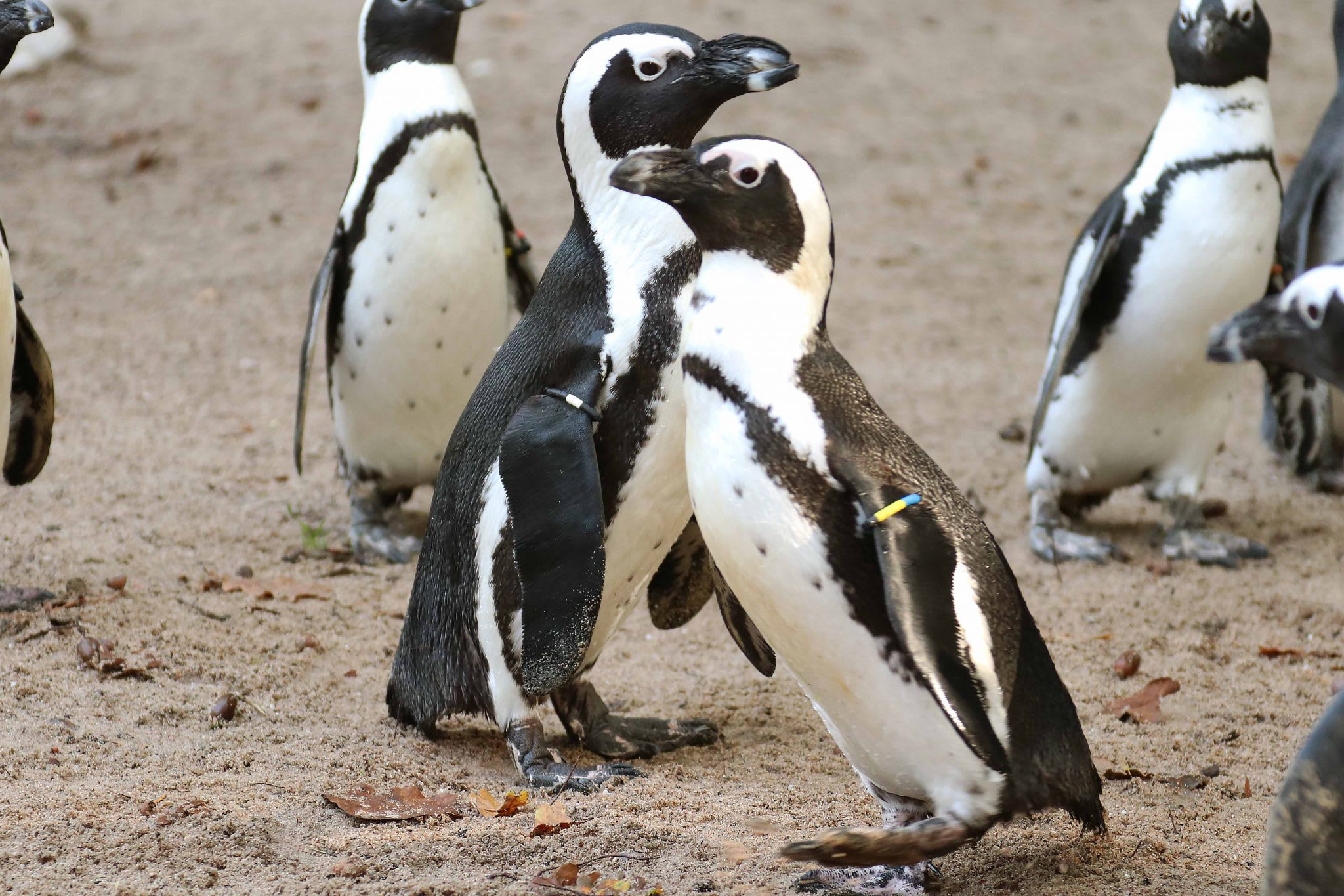 Twee pinguïns in Wildlands Emmen gedood door wilde vos