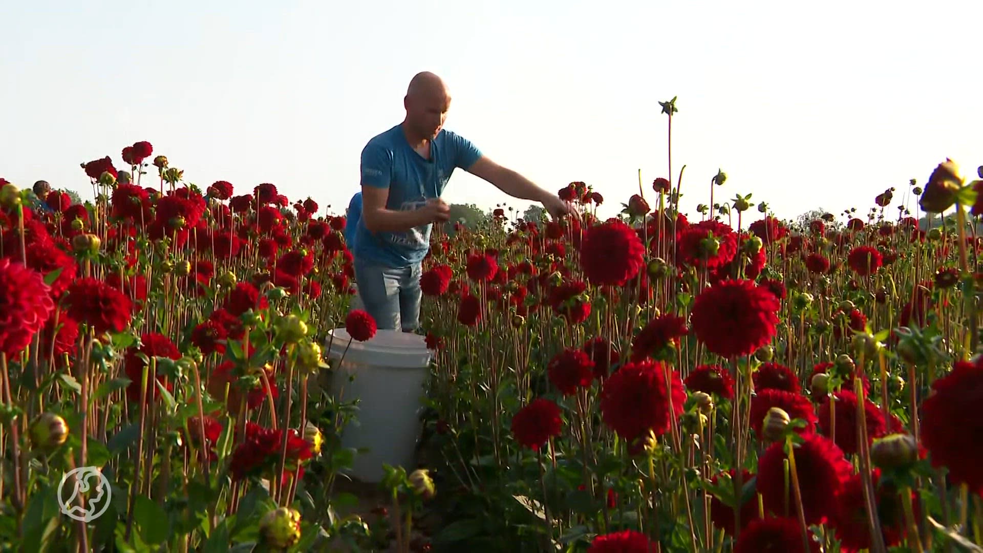 Hitte bedreigt bloemencorso, daarom worden dahlia's nu al geplukt