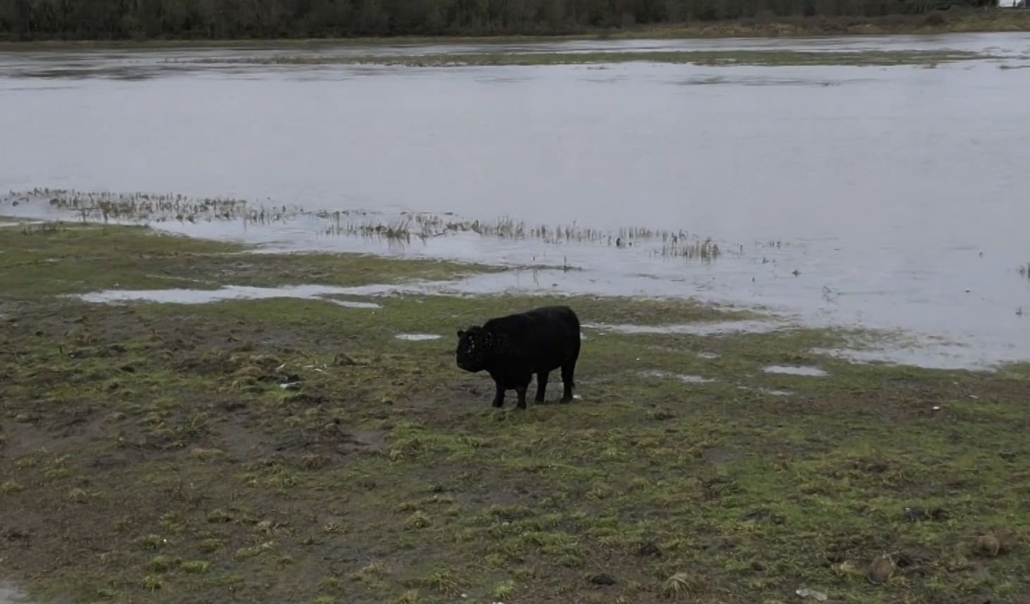 Eindelijk eenzame stier gered uit natte isolement? Nieuwe reddingspoging in Itteren