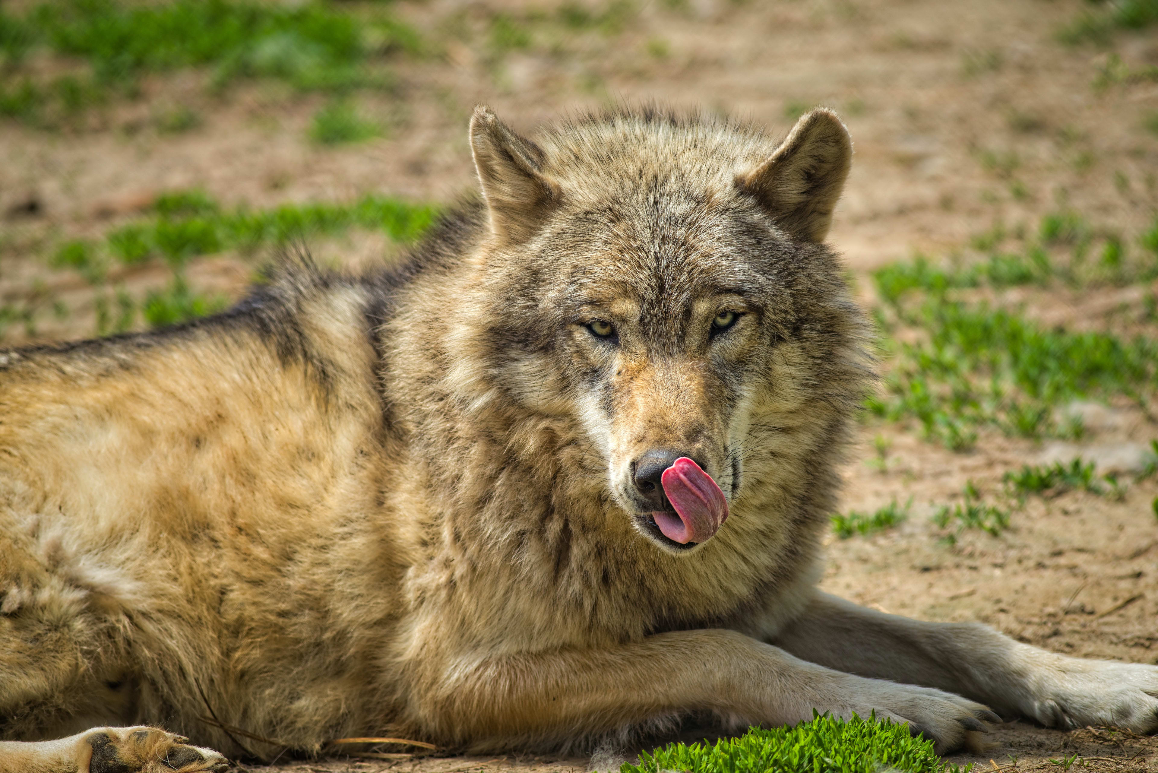 Vestiging van een wolf in Noord-Brabant nu vastgesteld