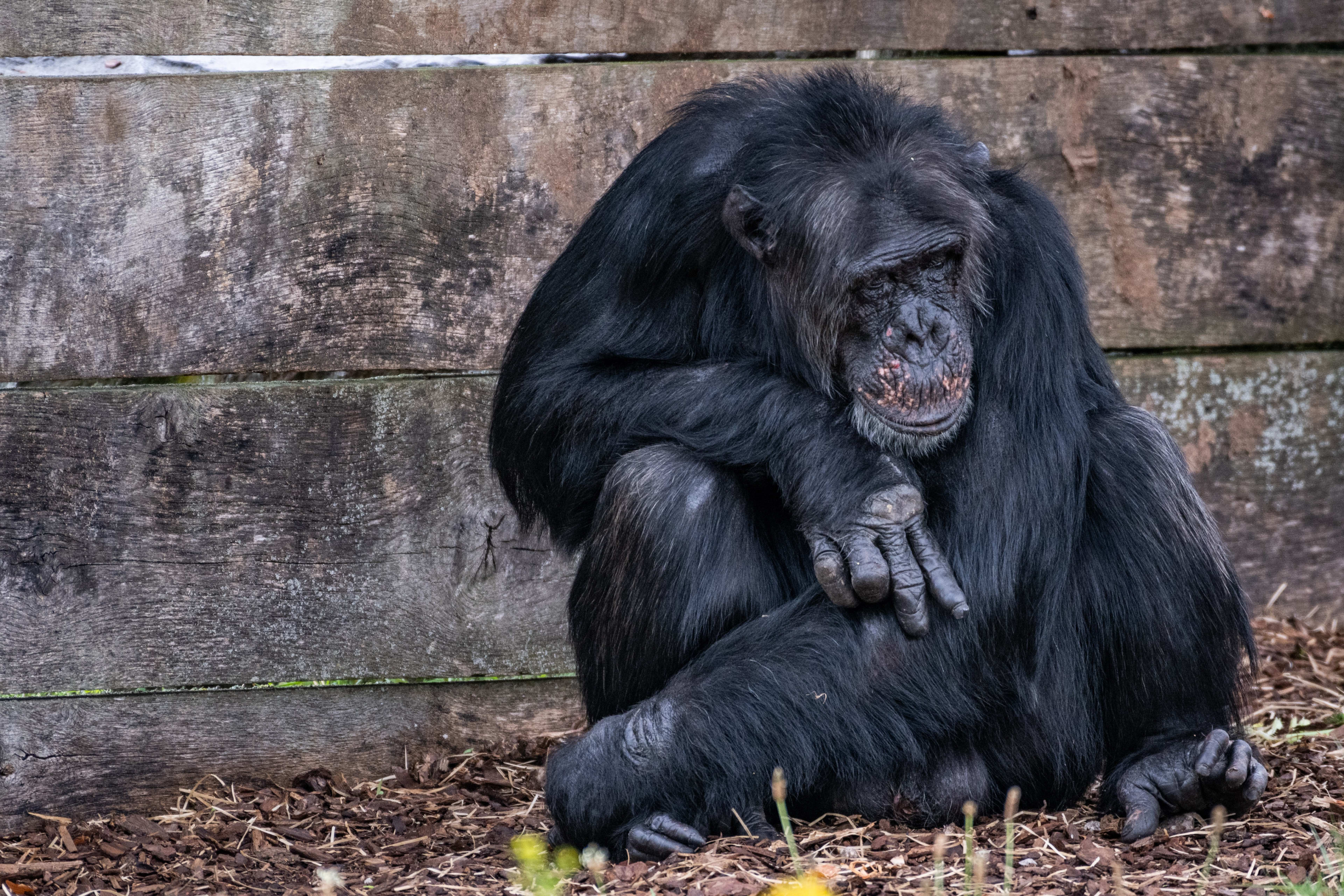 Chimpansee Stephan (14) verdronken in Safaripark Beekse Bergen