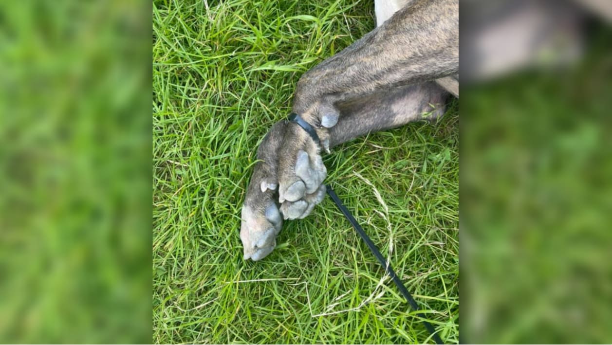 Eigenaar verdronken hond met vastgebonden poten gevonden