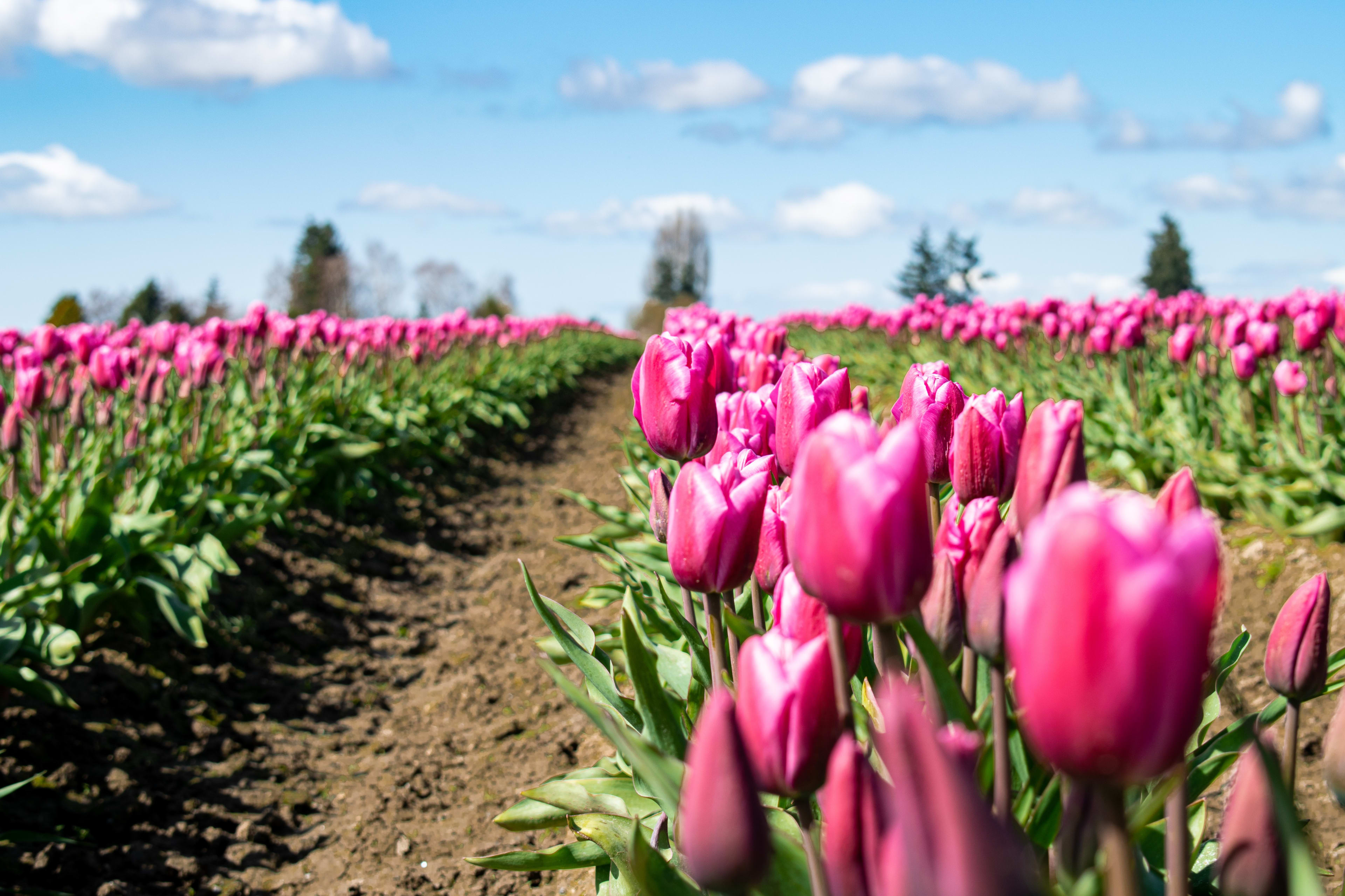 'Nooit eerder meegemaakt': tulpen schaarser en duurder door extreme regenval