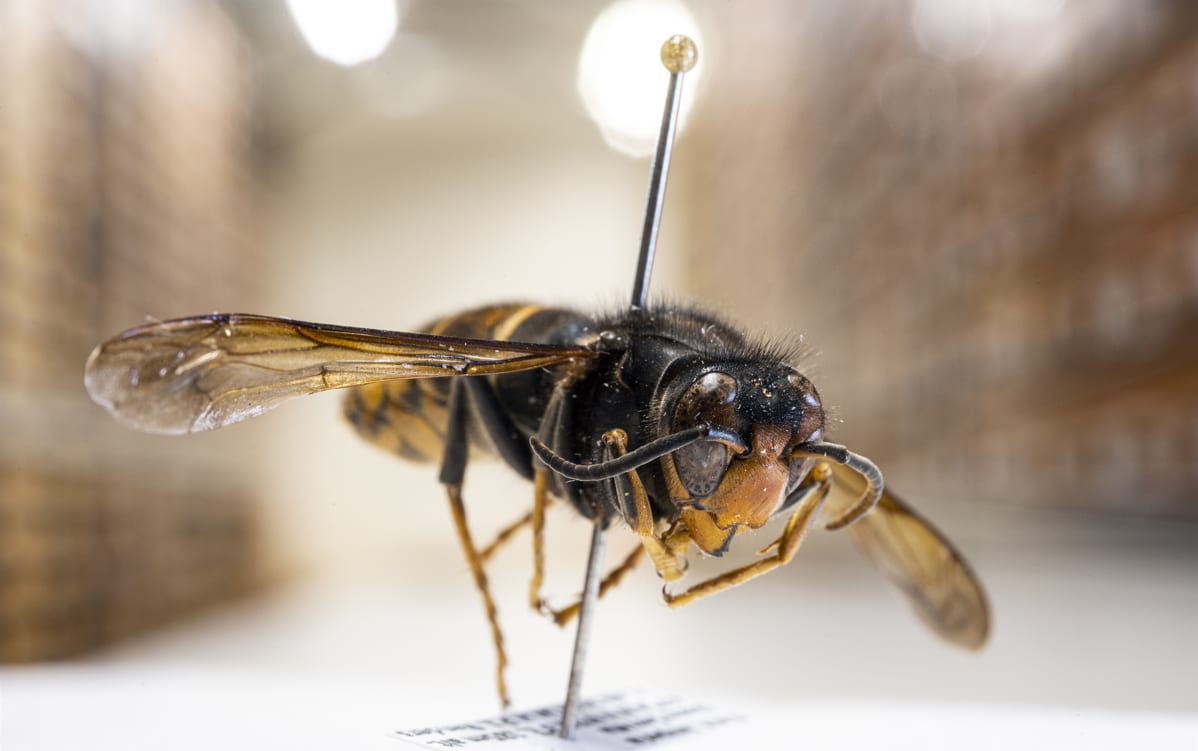 Invasie van Aziatische hoornaar in ons land: 'We moeten ons grote zorgen maken'