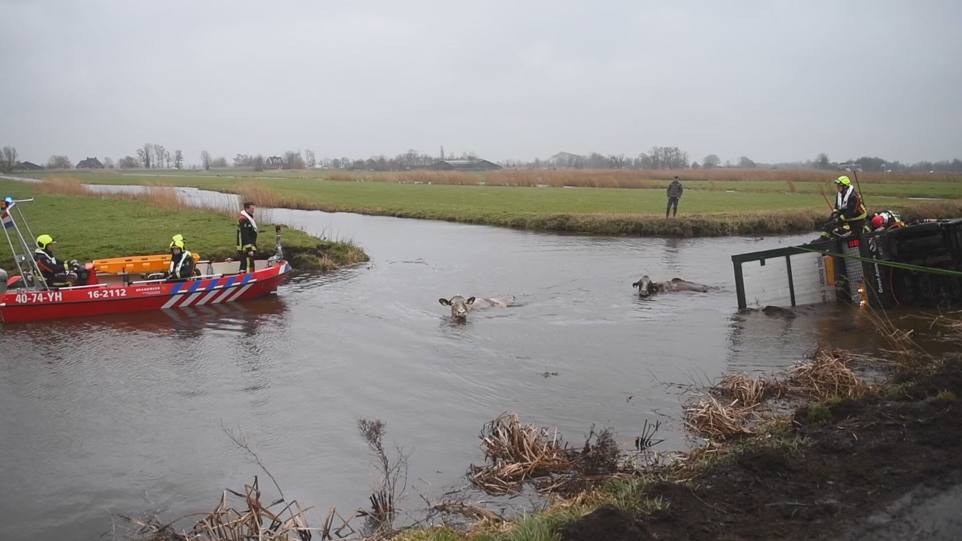 Brandweer haalt dertien koeien uit de sloot in Zevenhoven