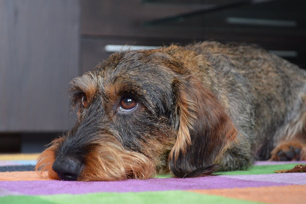 Hond verdronken in afgesloten bench gevuld met twee keien