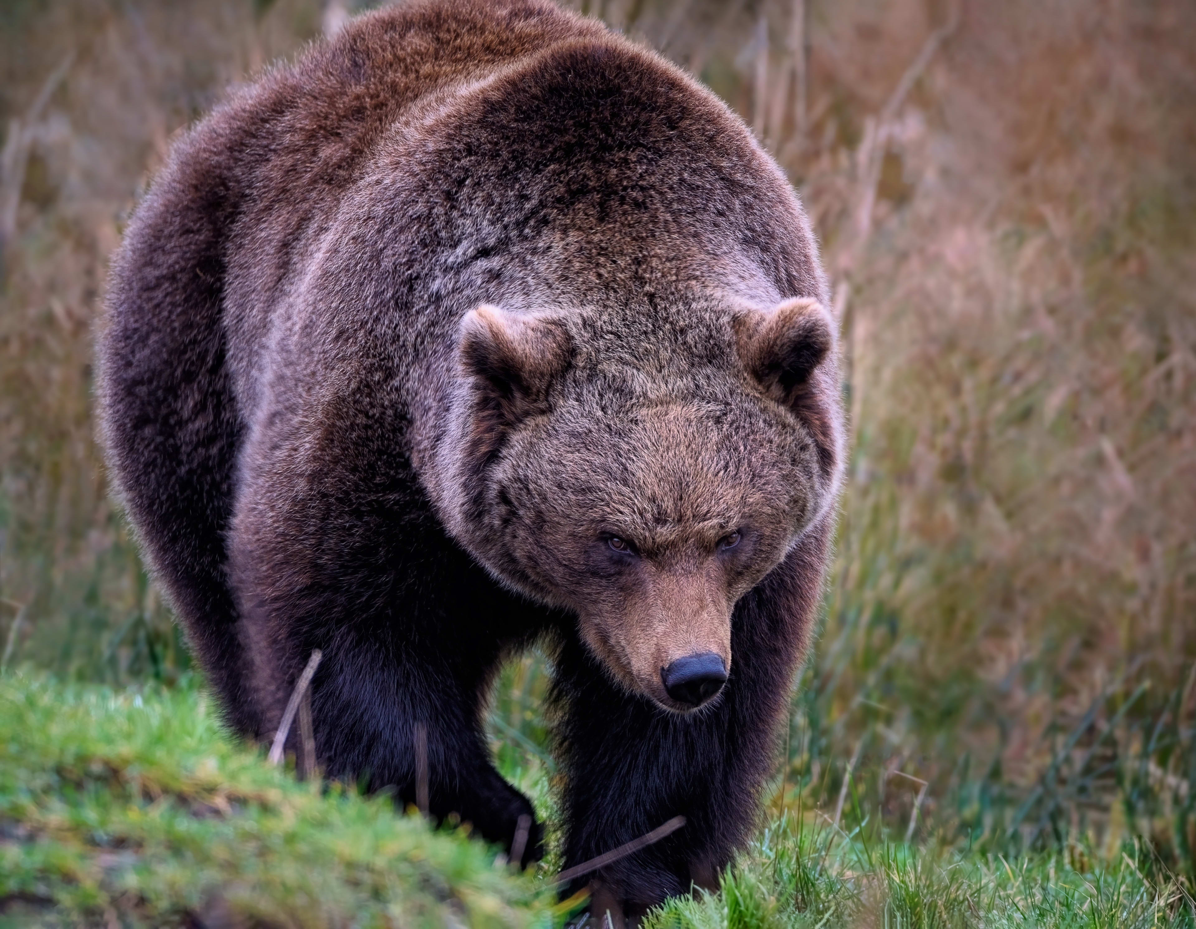 Limburgse Nathalie (29) aangevallen door grizzlybeer: 'Ik heb mijn les geleerd'