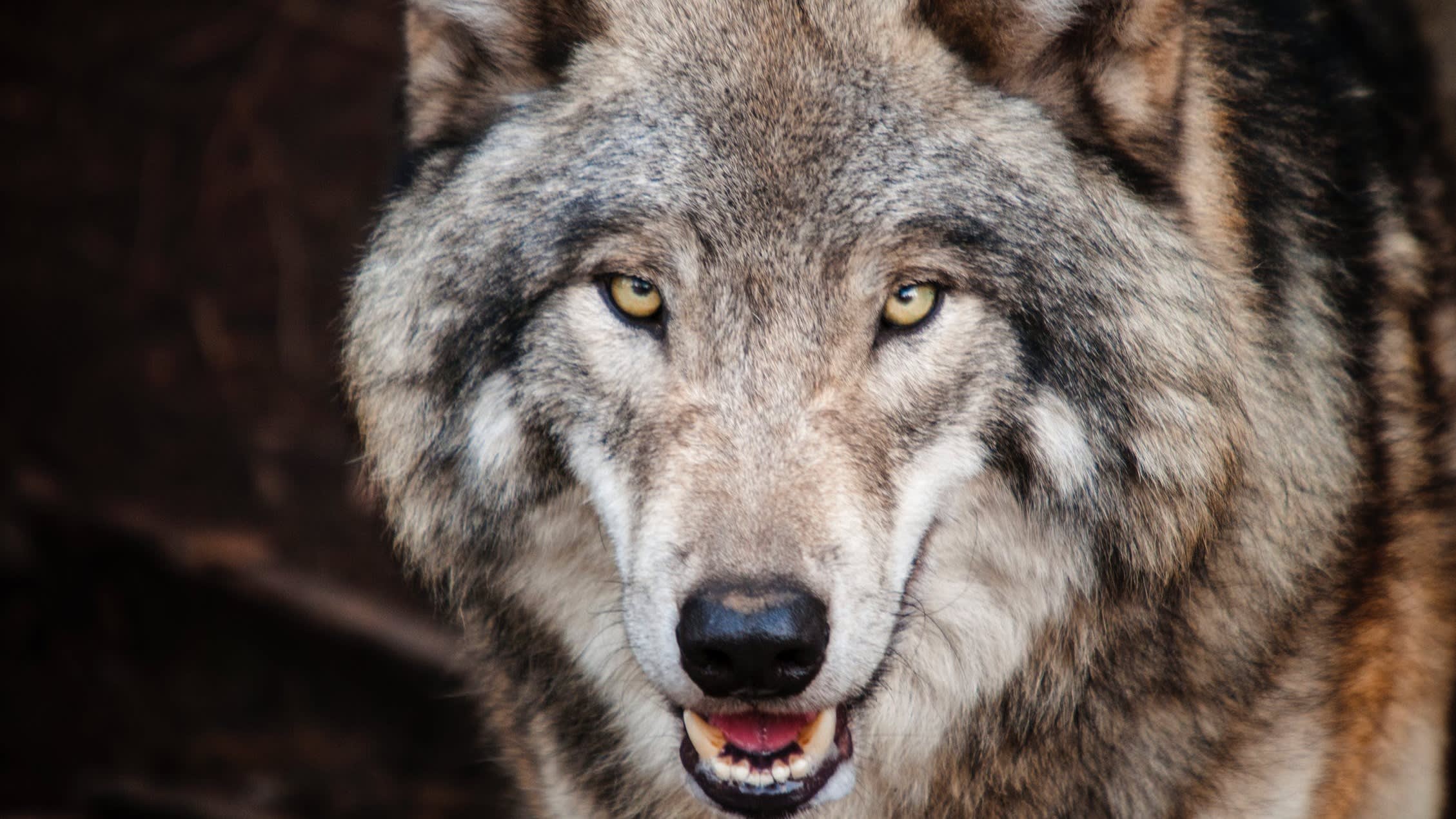 Schapenhouder in arm gebeten door wolf, politie schiet dier dood