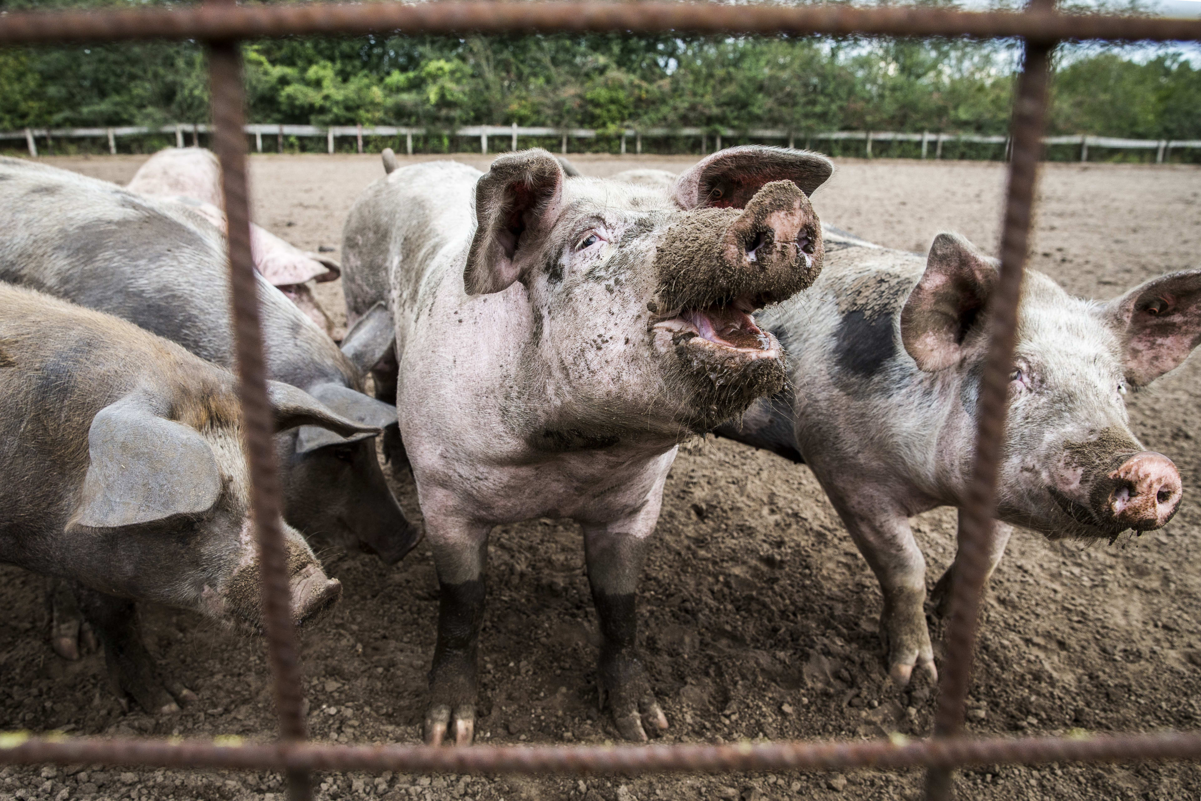 Meer geld voor boeren in het noorden die advies willen over stikstofmaatregelen