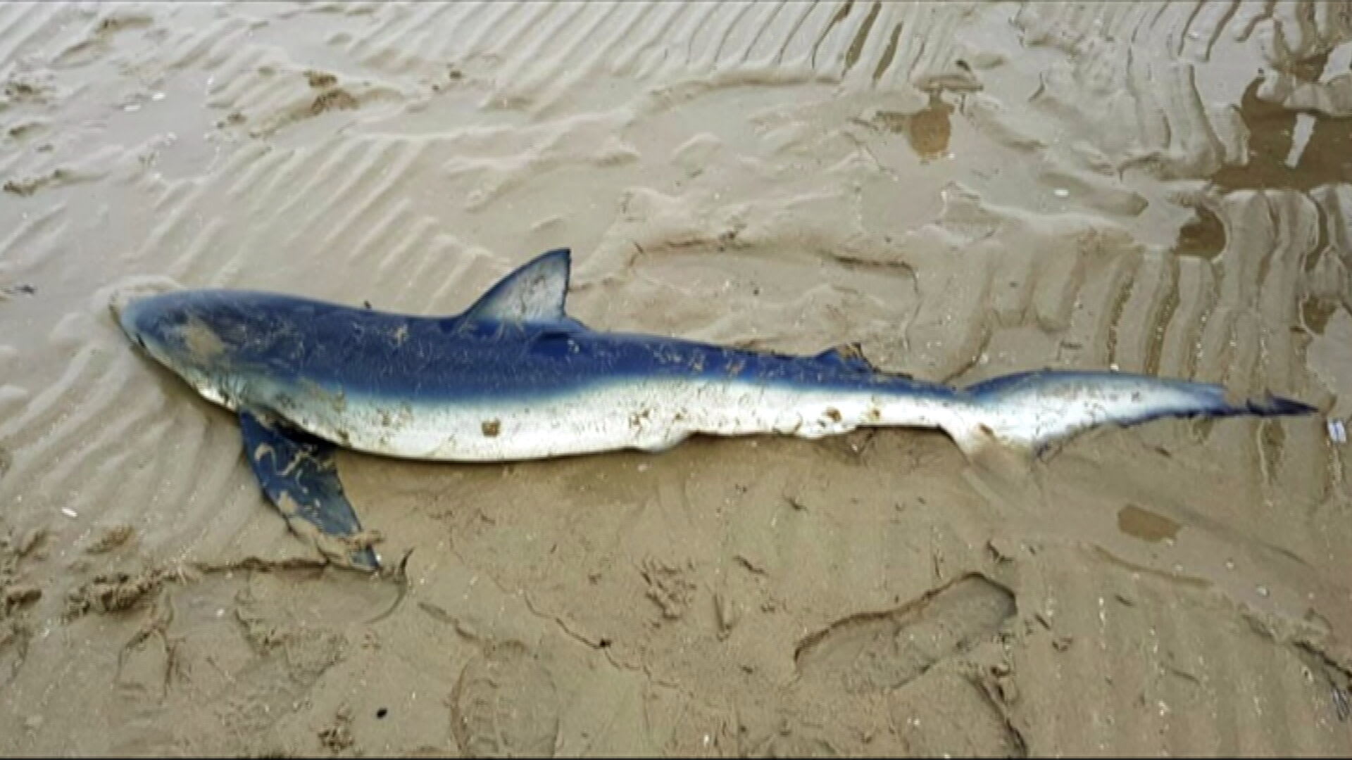 Bijzondere blauwe haai van Ouddorp weer losgelaten in open zee