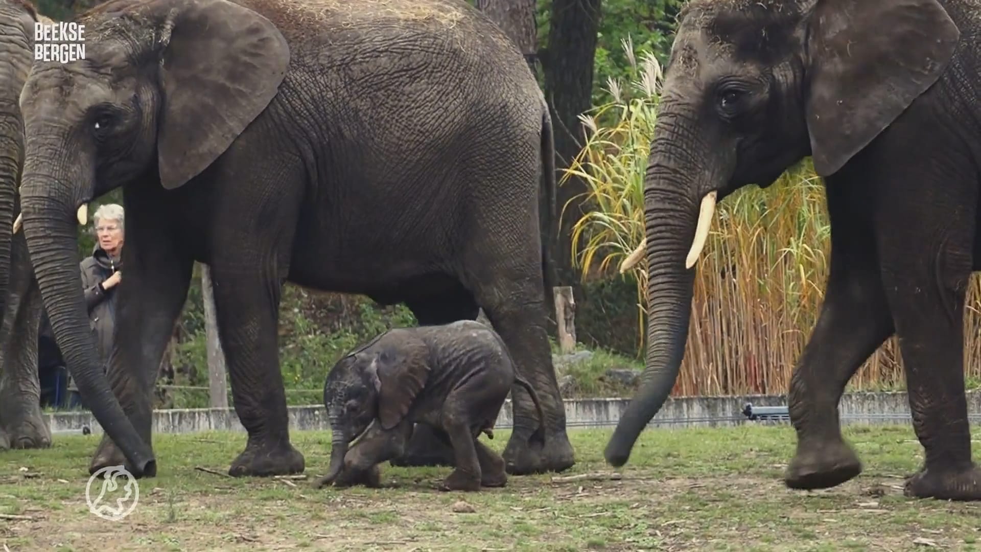 ZIEN: Pasgeboren olifant zet eerste stappen buiten