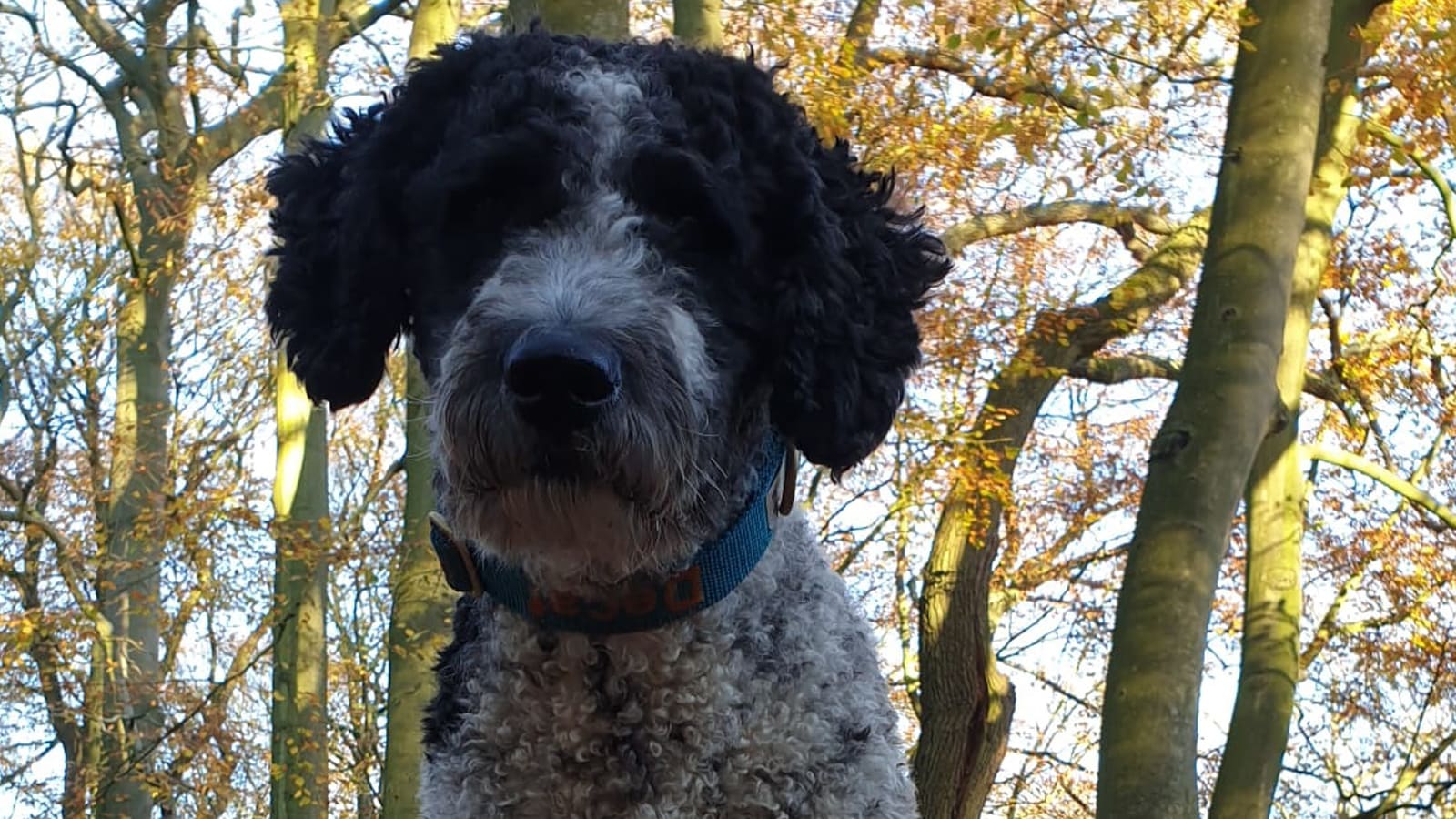 Hond Decaf stoned en vergiftigd door eten van 'junkpoep'