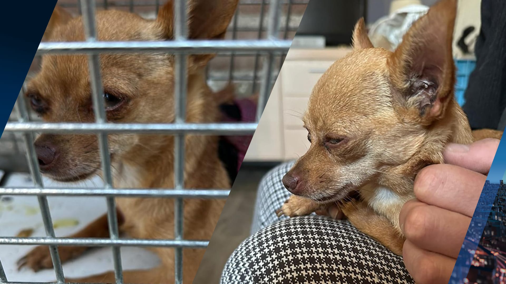 Chihuahua Nonnie in goede gezondheid teruggevonden na auto-ongeluk