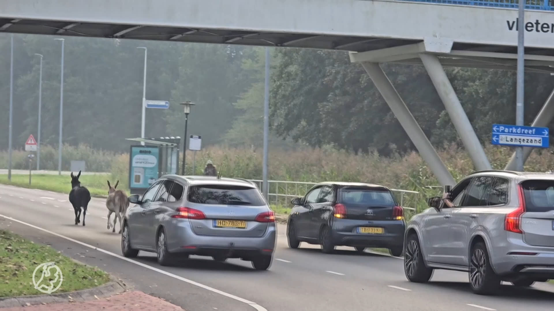 Ontsnapte ezels zetten boel op stelten, rennen dwars door verkeer