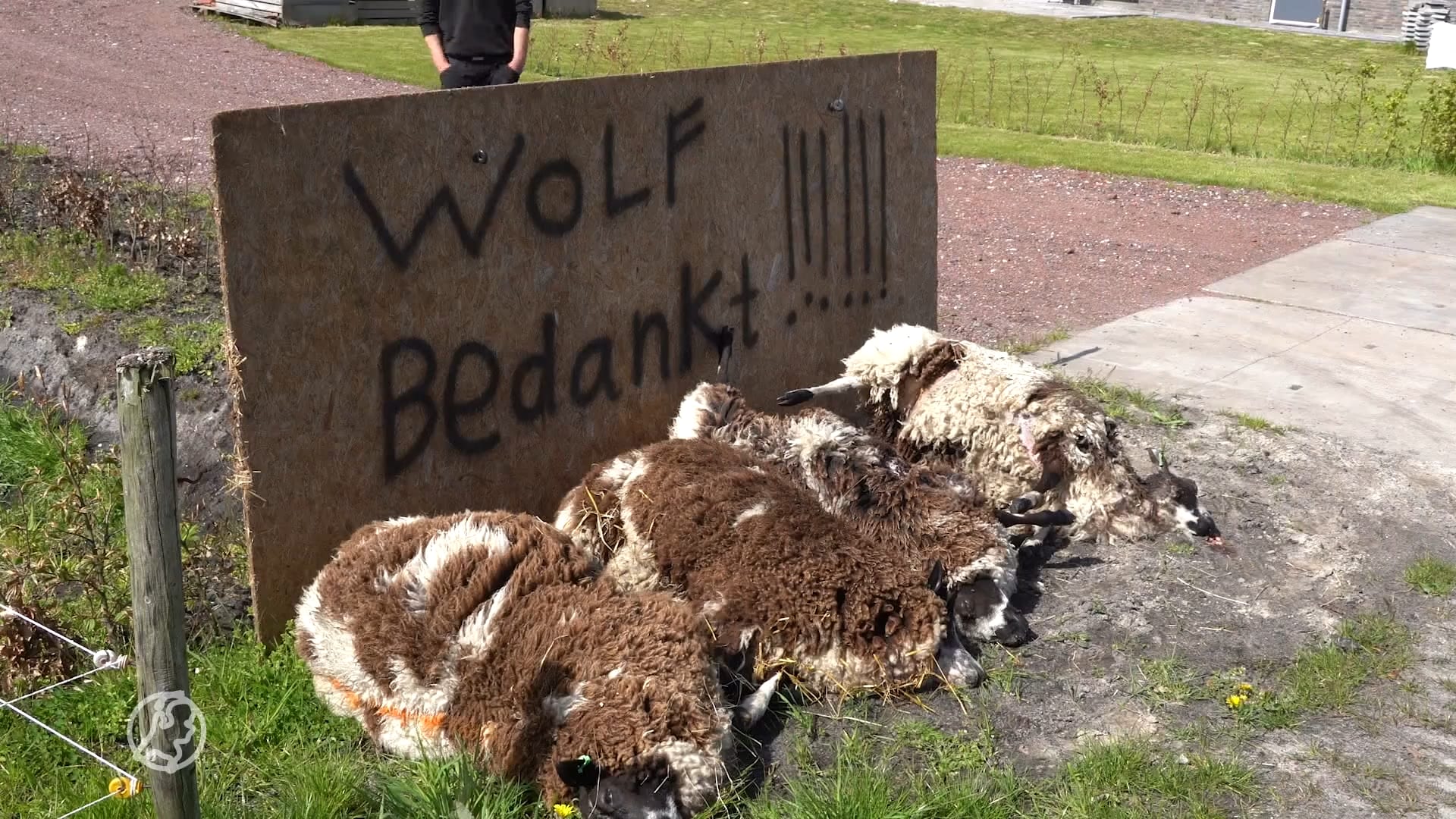 'Wolf, bedankt': weer legt boer dode schapen langs de weg uit protest