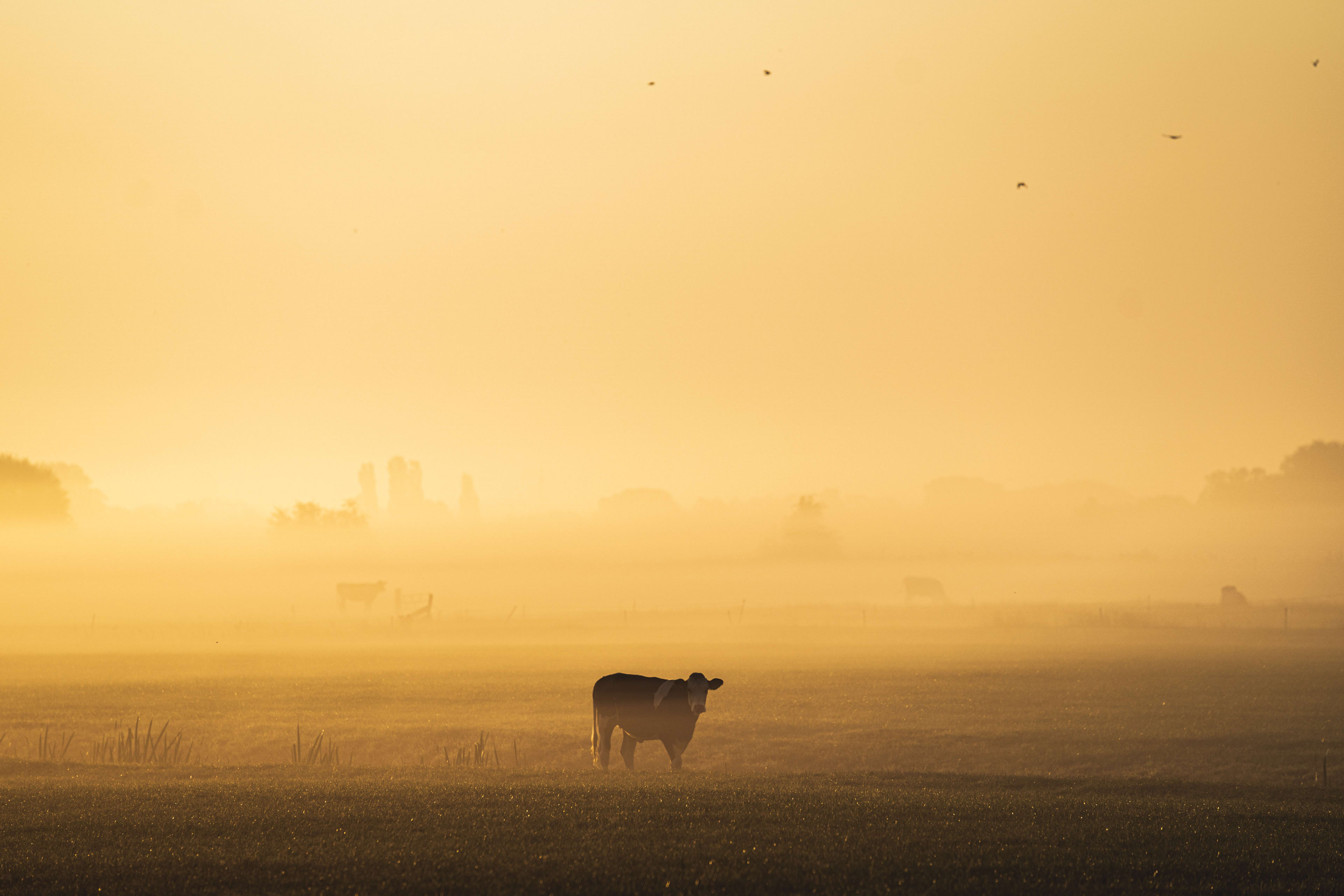 Rechter: 'Staat liet terecht 60.000 dieren in Kootwijkerbroek ruimen om MKZ'