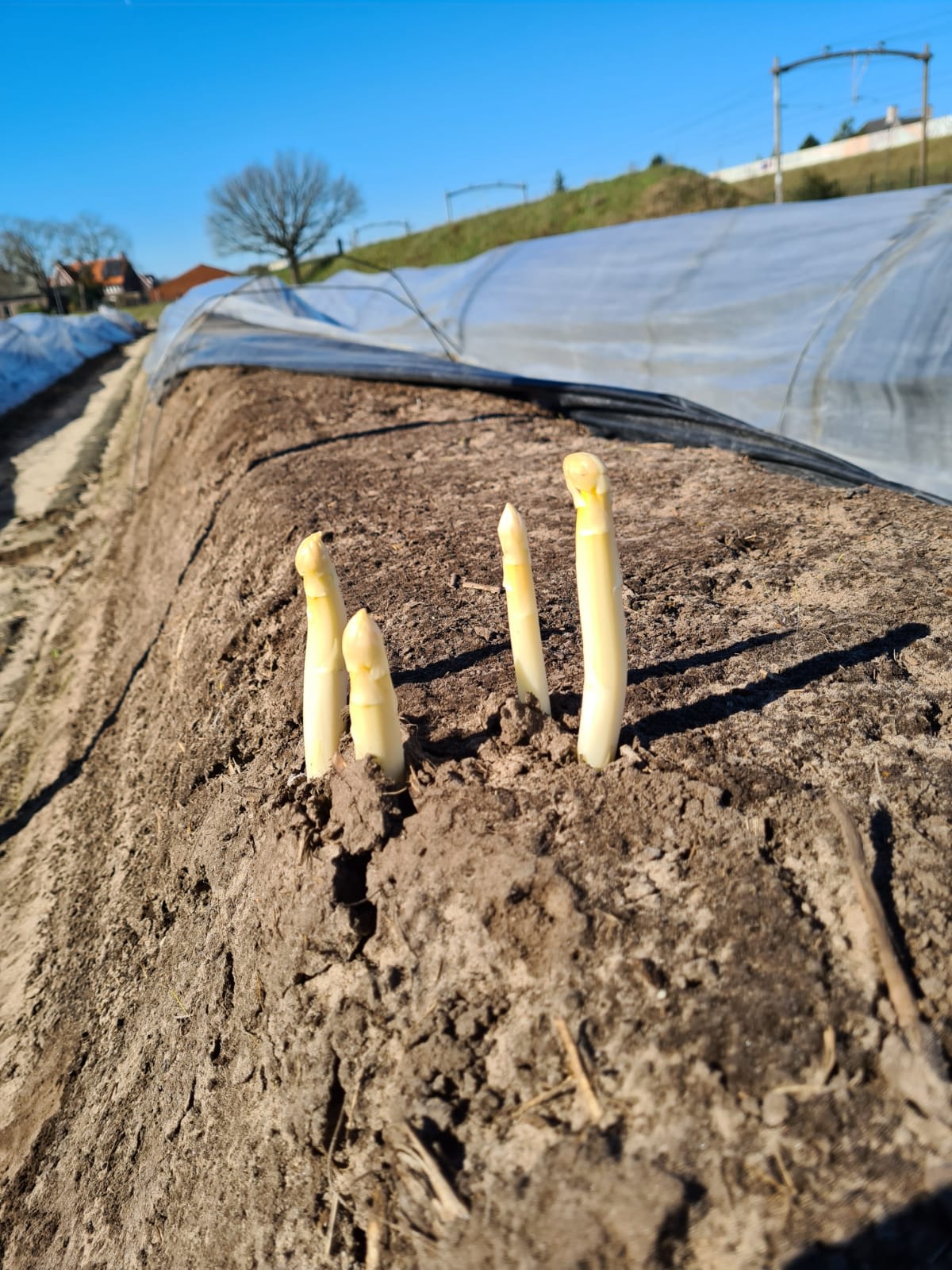 Eerste asperges uit de grond gehaald: 'Vroeg voor de tijd van het jaar!'