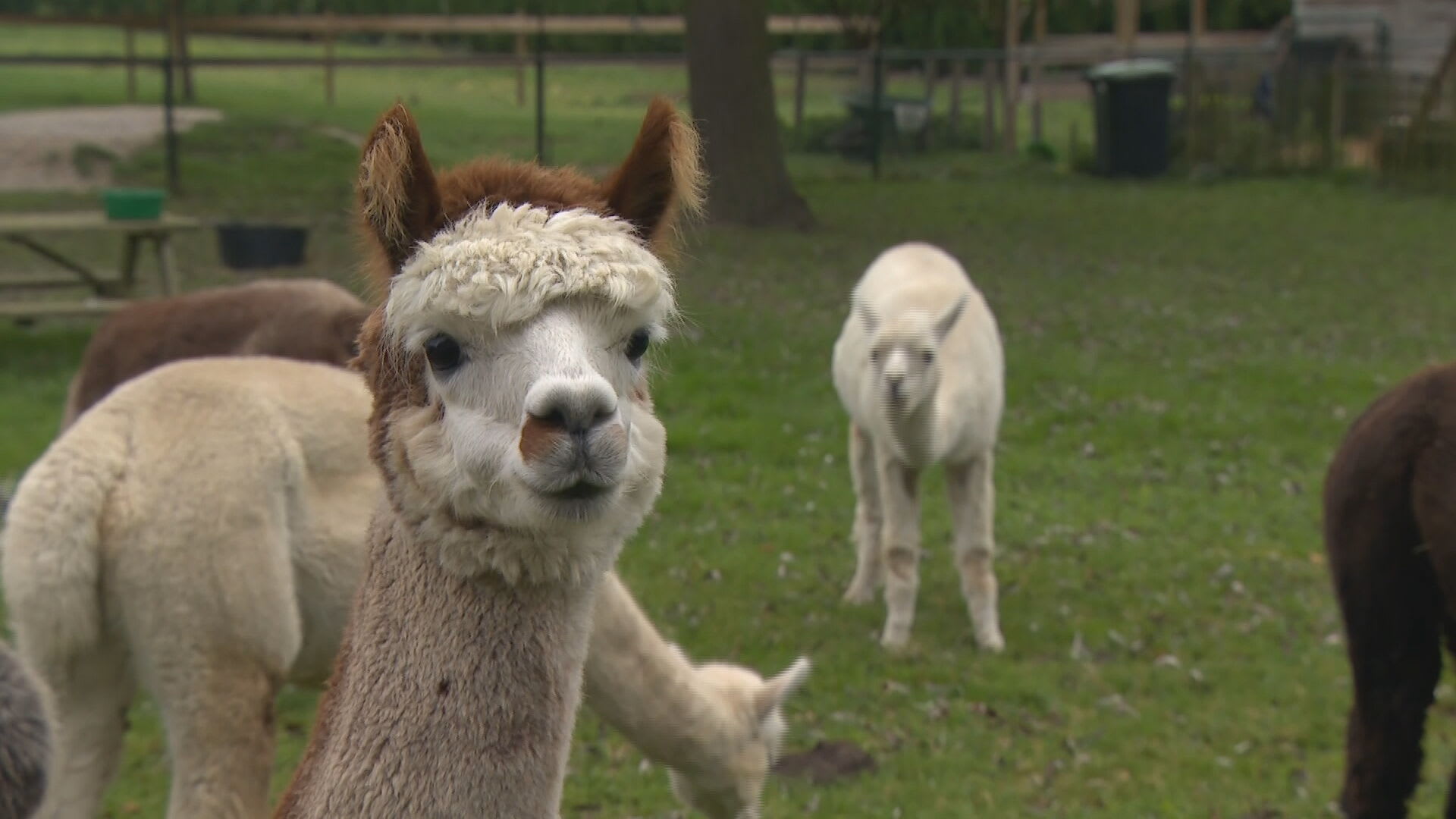 Ook onder alpaca's slaat blauwtong genadeloos  toe 