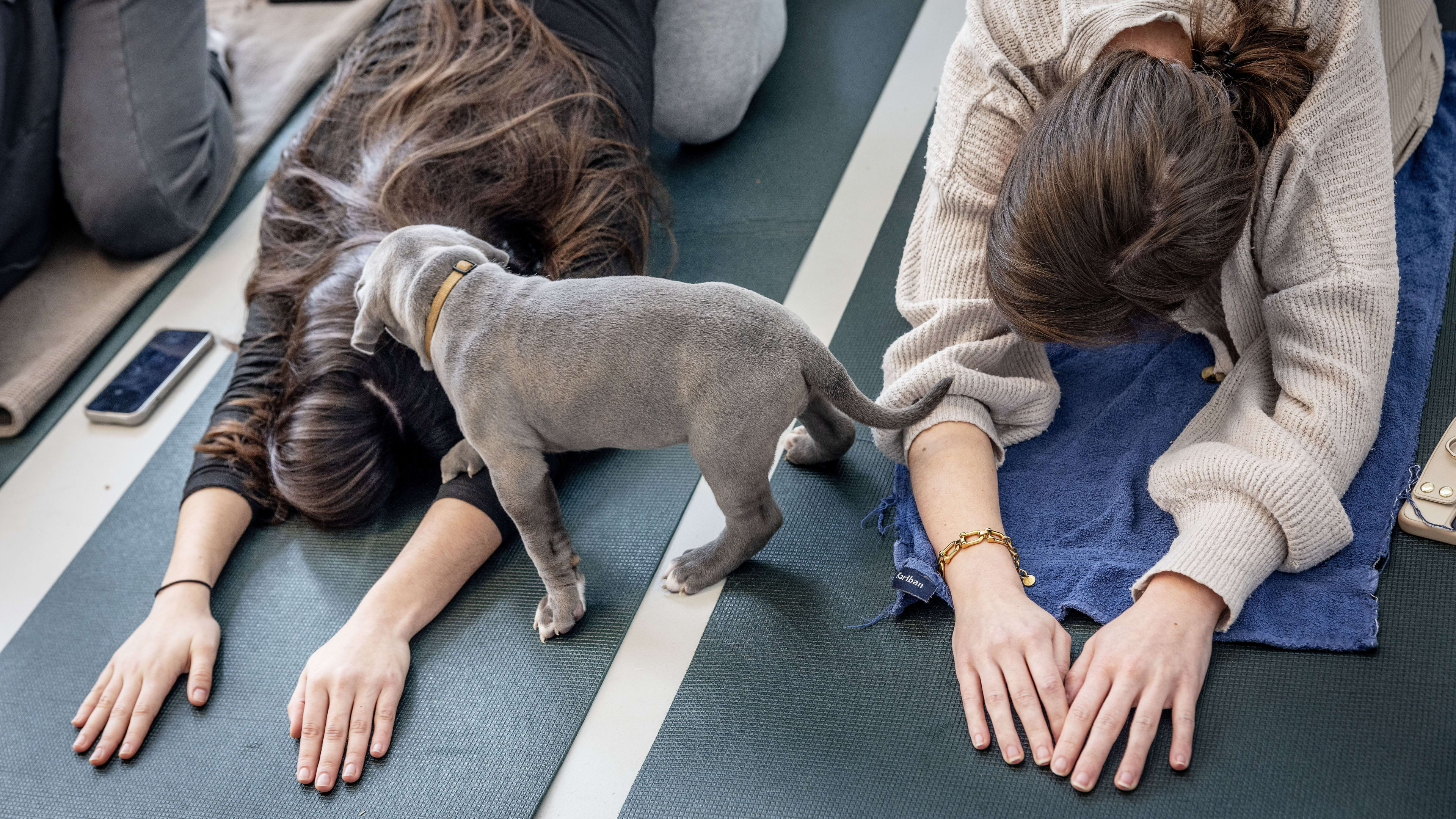 We doen steeds vaker aan puppy-yoga, maar dierenorganisaties zijn bezorgd