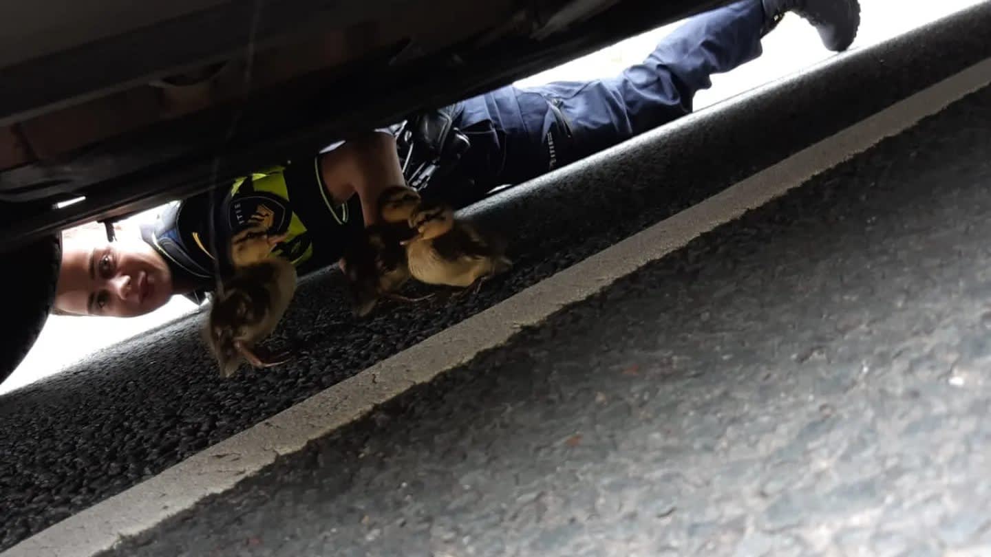 Politie legt verkeer stil om twaalf jonge eendjes van snelweg te redden