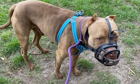 Terminaal zieke hond met tumor in bek vastgebonden aan hek achtergelaten
