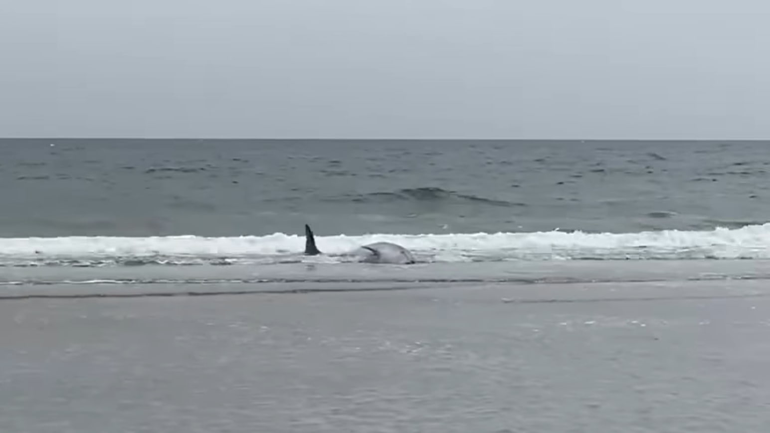 Twee spitssnuitdolfijnen aangespoeld op het strand van Heemskerk