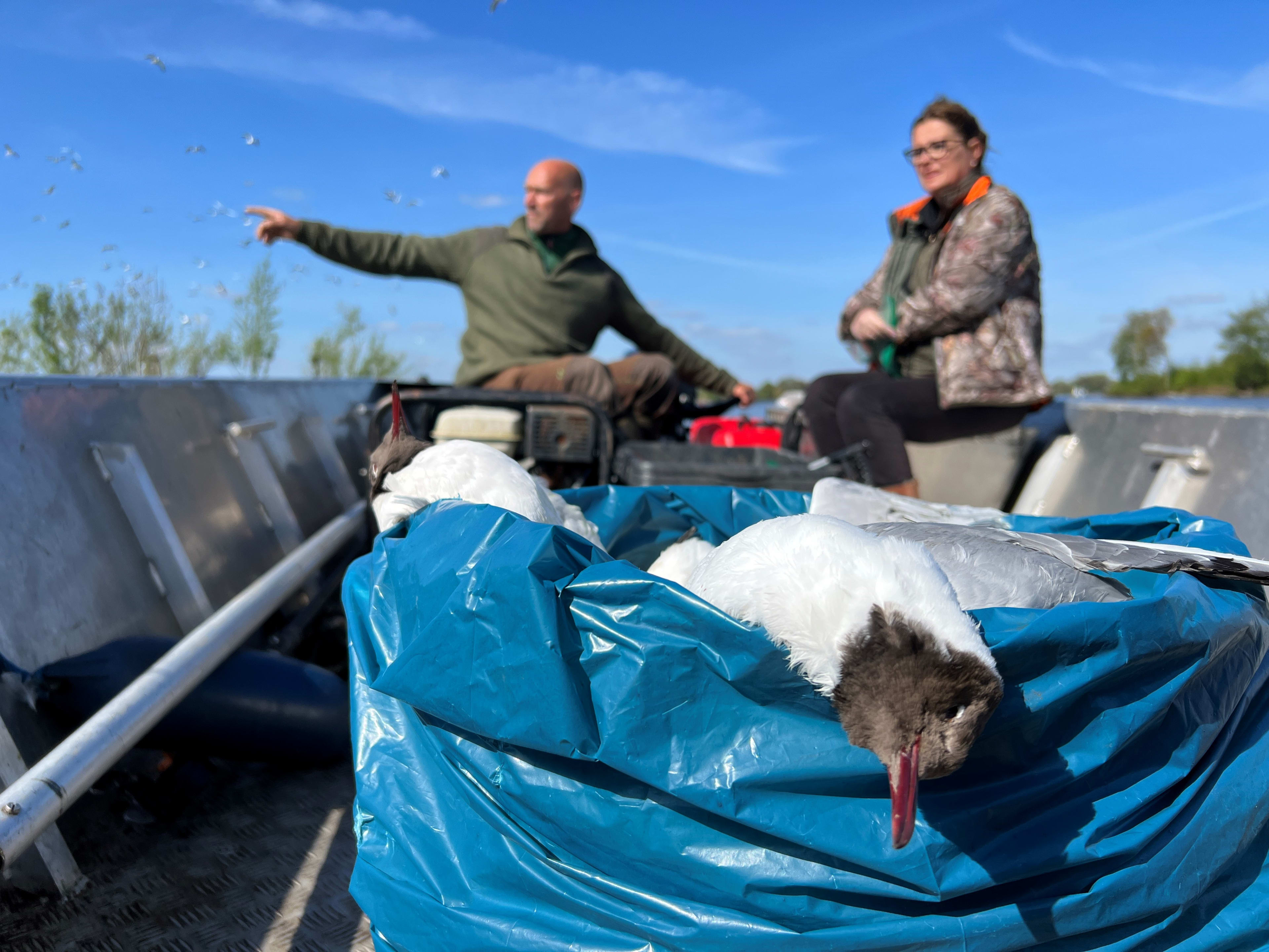 Honderden meeuwen dood door zeer besmettelijke vogelgriep