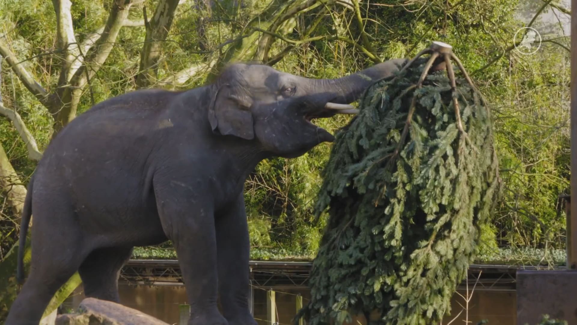 Kerstbomen krijgen tweede leven als snack voor Blijdorpse dieren