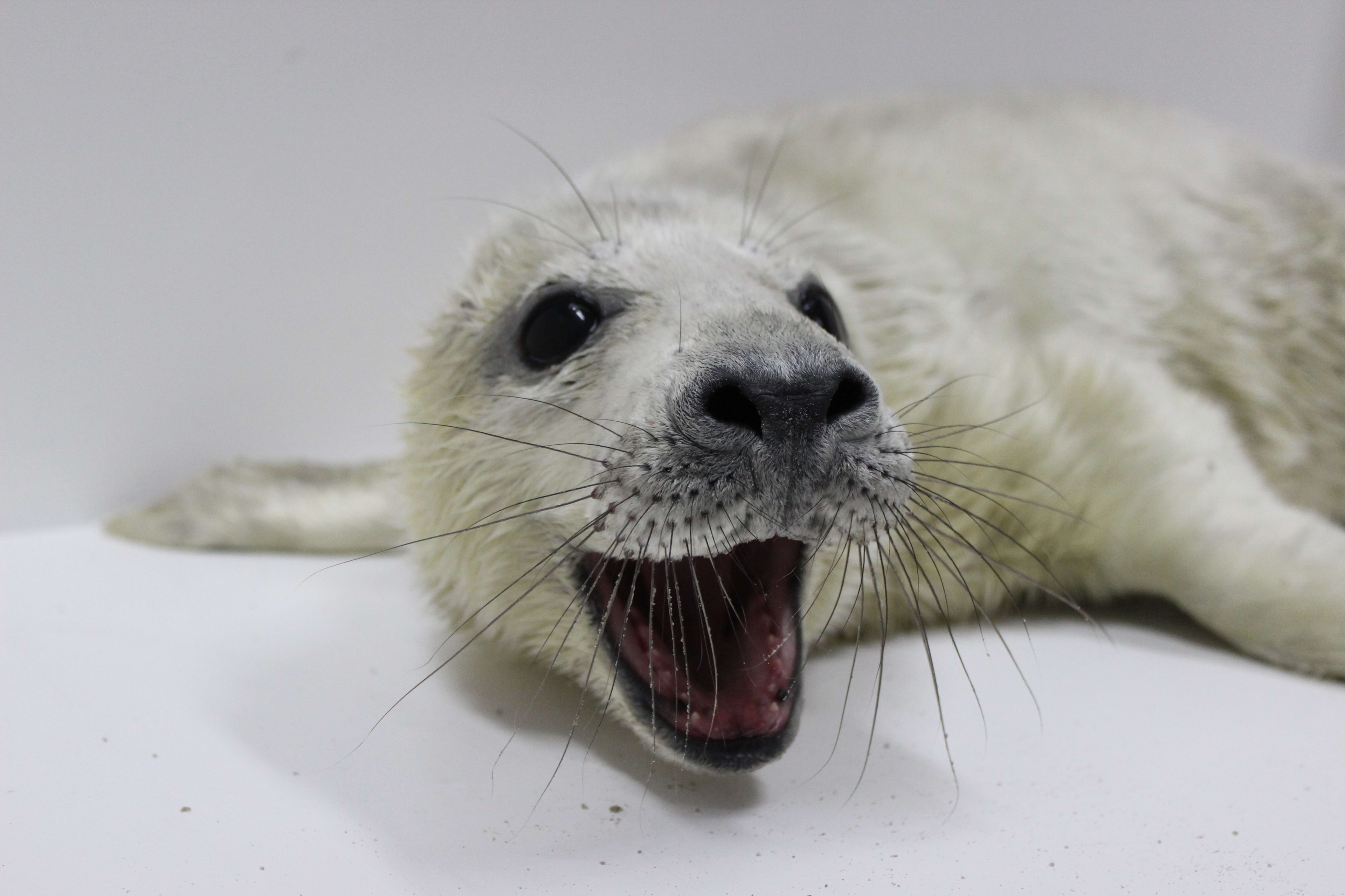 Eerste zeehondenpup van de winter opgevangen in Pieterburen