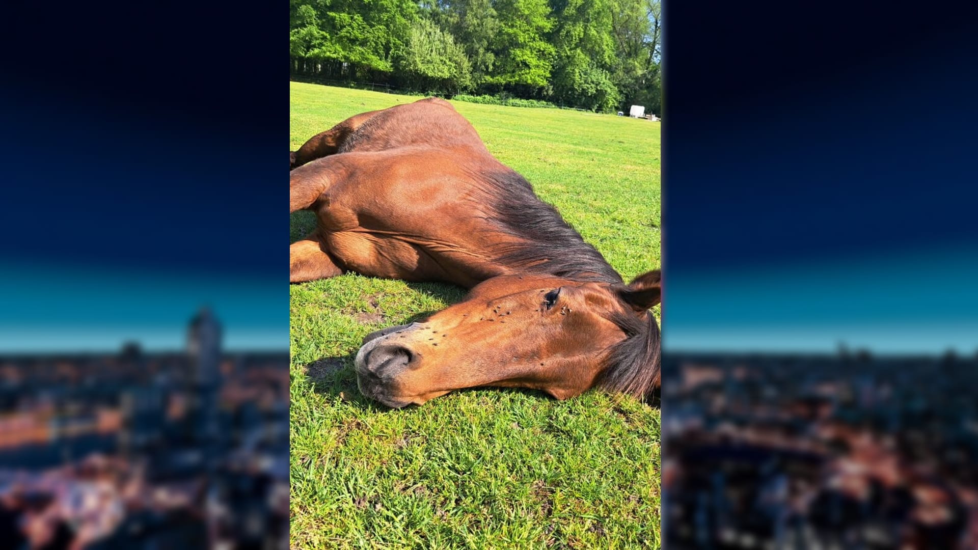 Dierenbeulen bekogelen paard met takken en stenen: 'Hij kon bijna niet ademen'