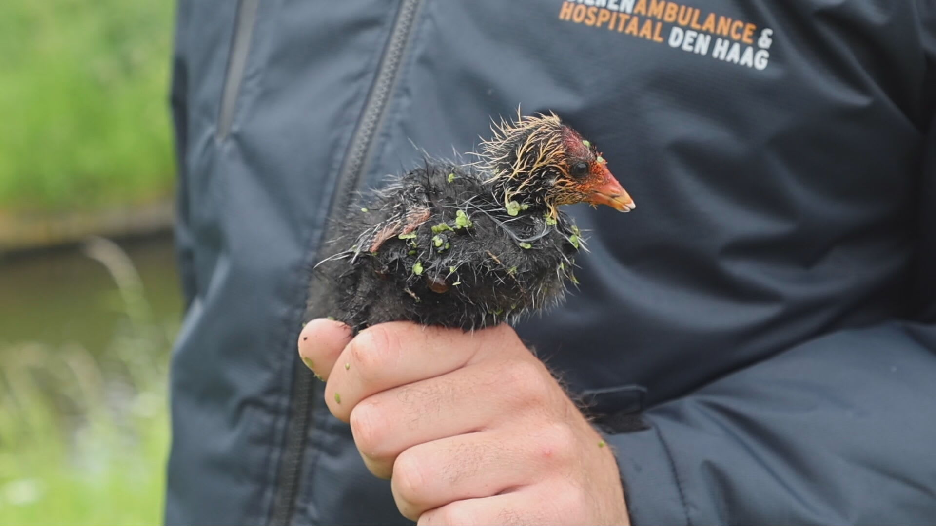 ZIEN: Dierenambulance redt jong meerkoetje dat vastzit achter rooster