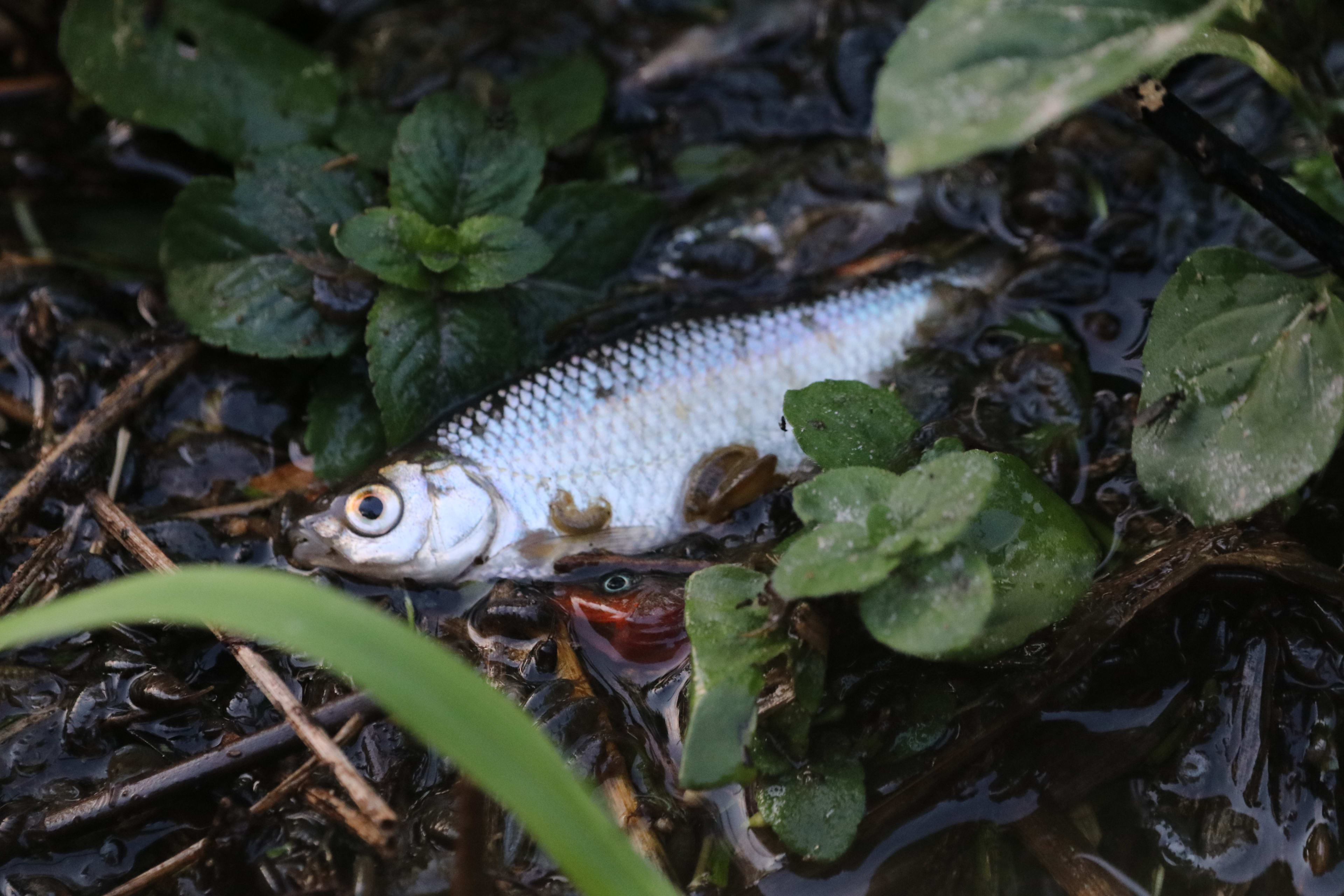 'Kleine natuurramp' in Brabant: honderden dode vissen gevonden in beek