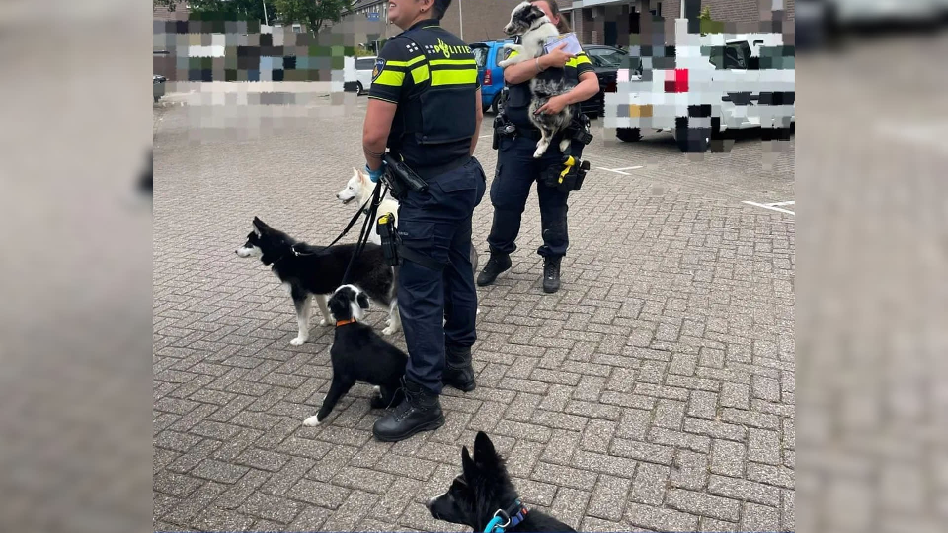 Baasje bleef maar kopen: zeven verwaarloosde honden in beslag genomen