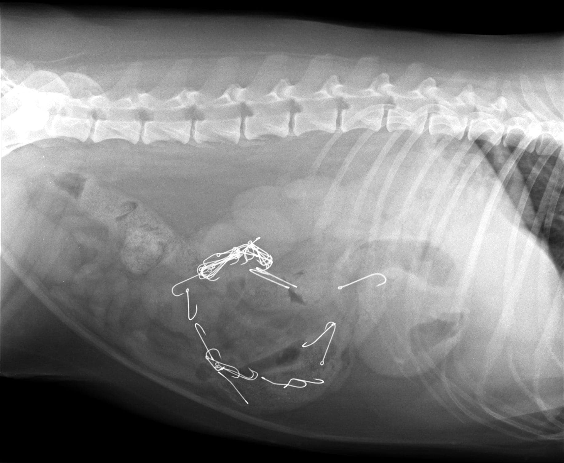 Hond overlijdt na eten vishaken, dierenkliniek waarschuwt: 'Ruim uw afval op'