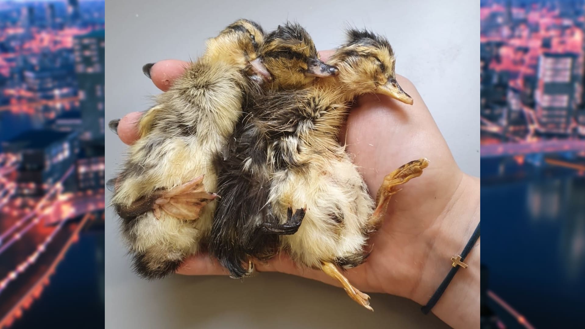 Alle babyeendjes overleden na mishandeling in Uden: 'Dader zijn echt sadisten'