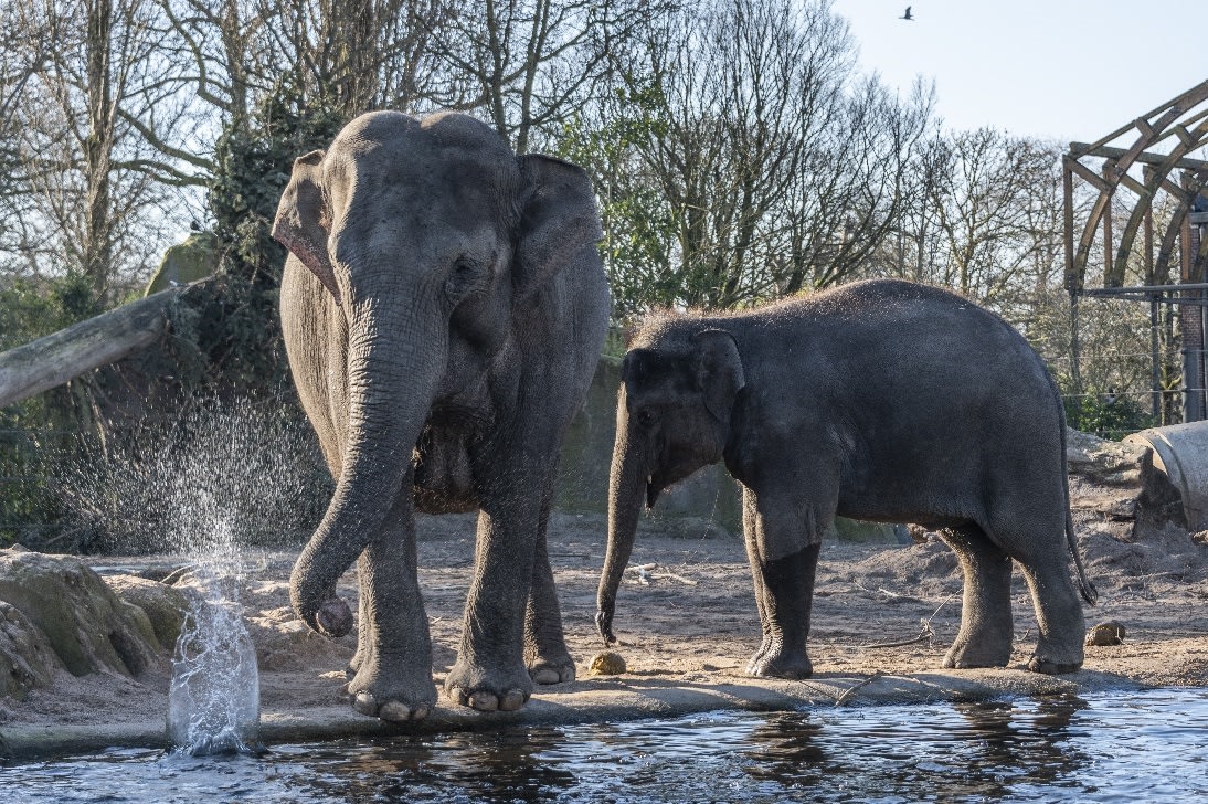 Babynieuws in Artis: olifant in verwachting van haar vijfde kalf