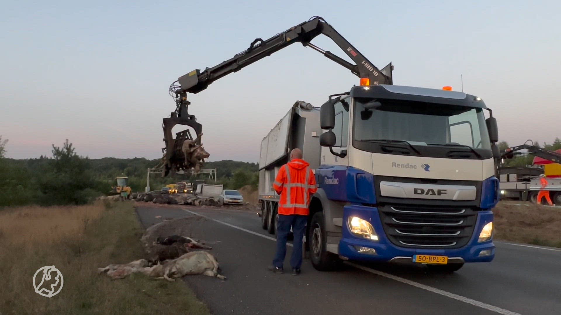A50 bij Arnhem bezaaid met dode dieren na ongeval met vrachtwagen