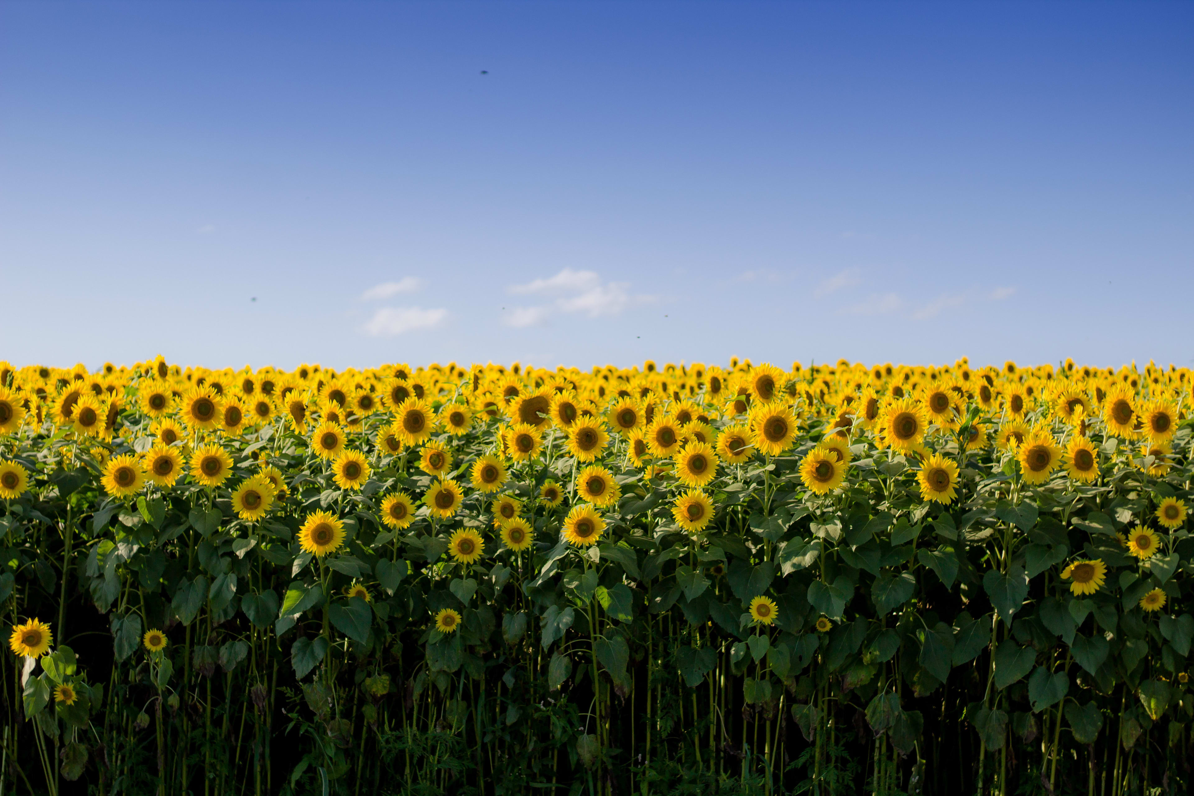 Groningse boer geeft gratis zonnebloemen weg 'om de mensen een gelukkig gevoel te geven'