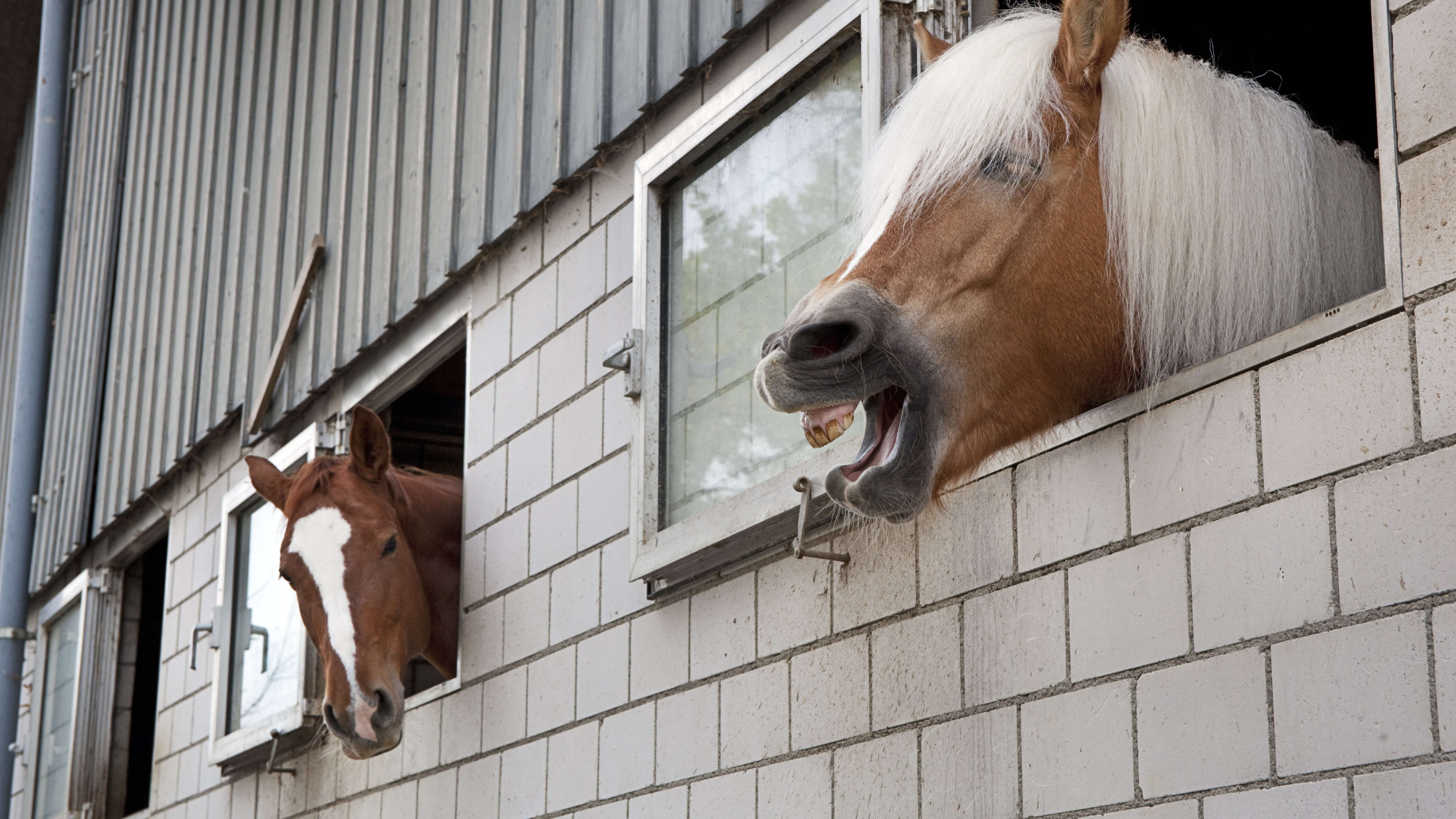 Paarden slaan op de vlucht door opnames influencer Joel Beukers, eigenaar woedend