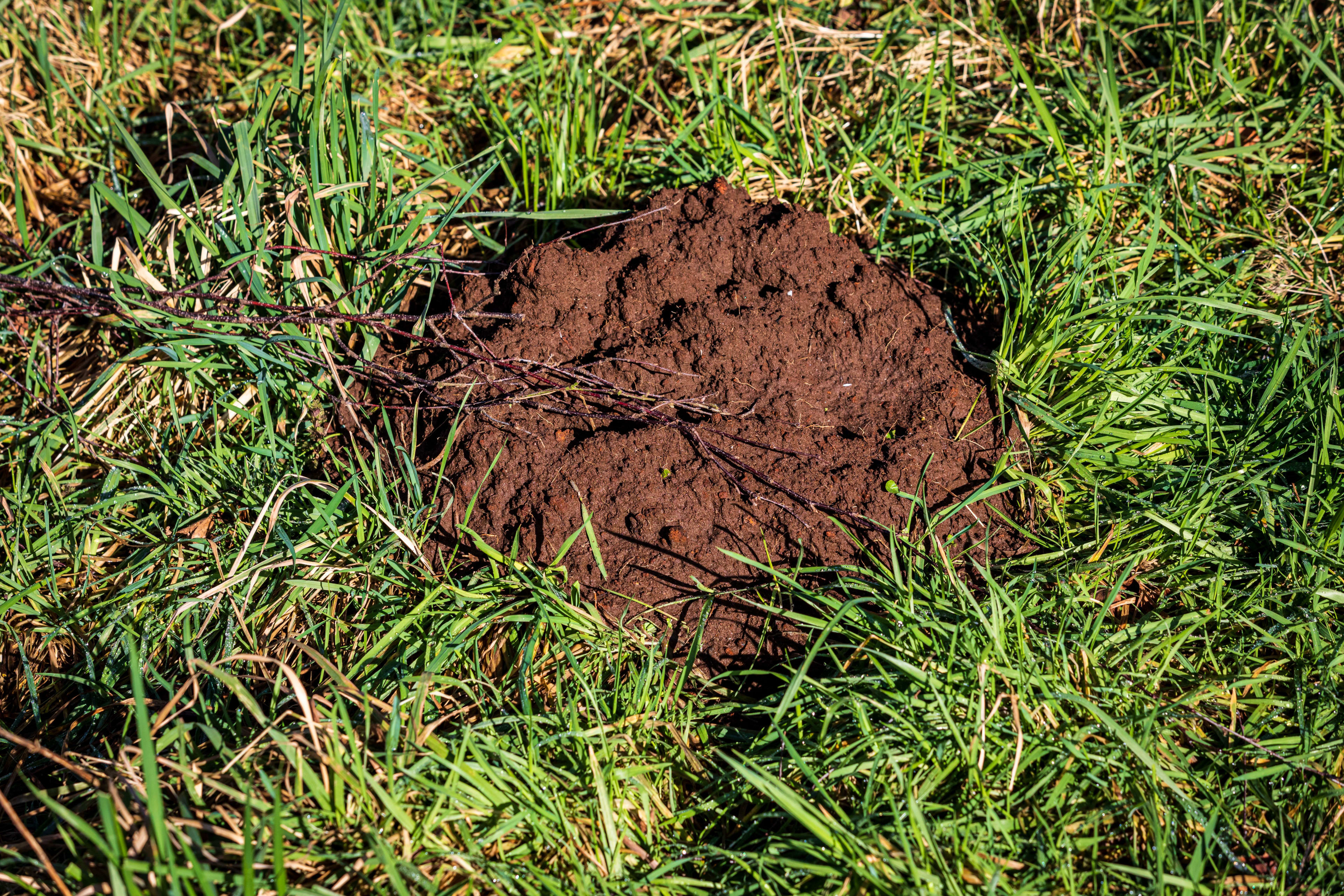 Zo maak je je tuin minder aantrekkelijk voor mollen