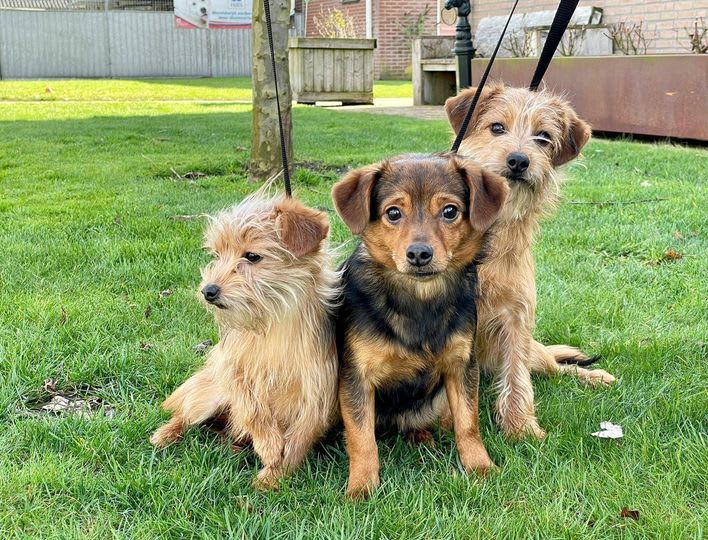 Drie puppy's vastgebonden en achtergelaten in natuurgebied Venlo