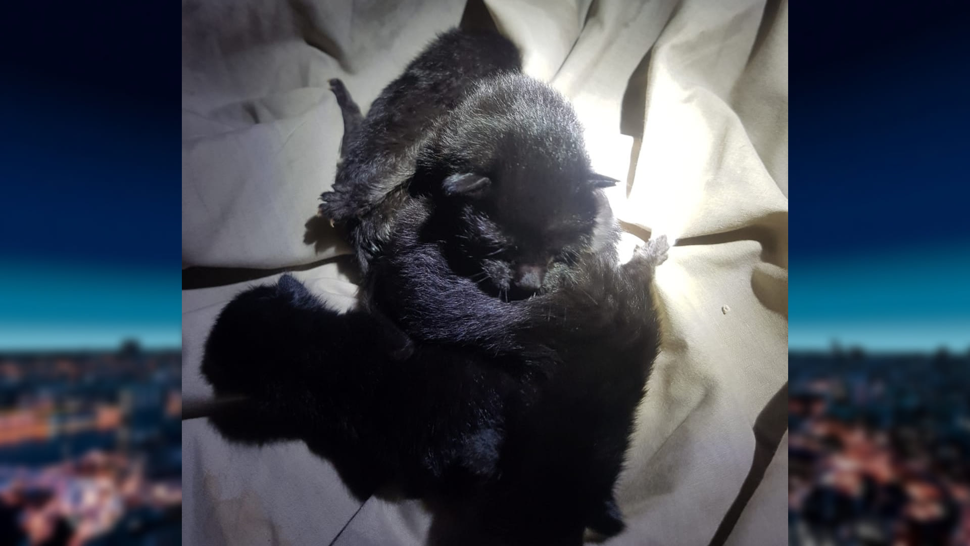 Twee in afvalcontainer gedumpte kittens alsnog overleden: 'Dit was niet nodig geweest'