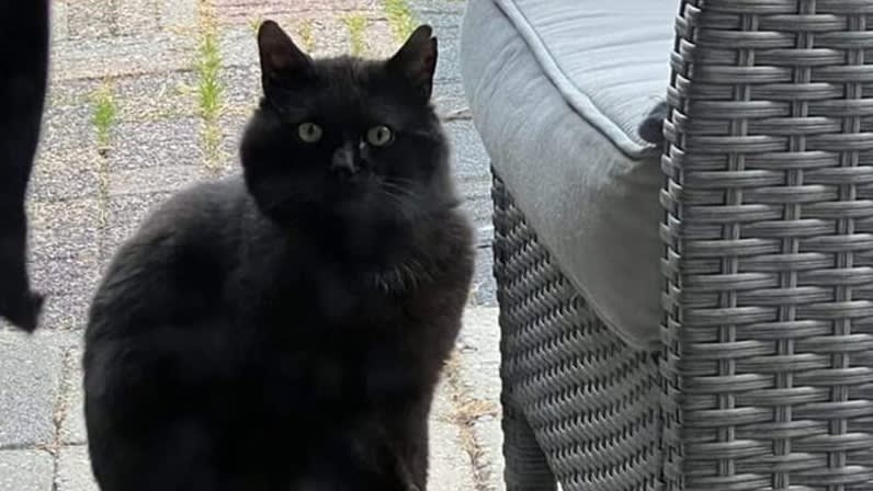 Beschoten kat met pijl in voorpoot laat zich moeilijk vangen