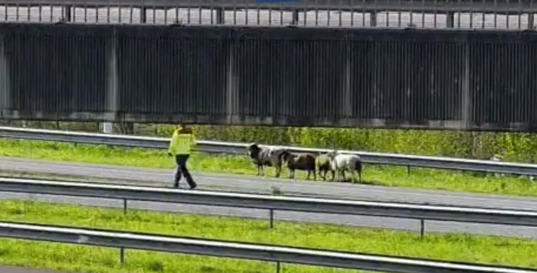 Schaapachtige blikken op de A15: Rijkswaterstaat haalt schapen van de weg
