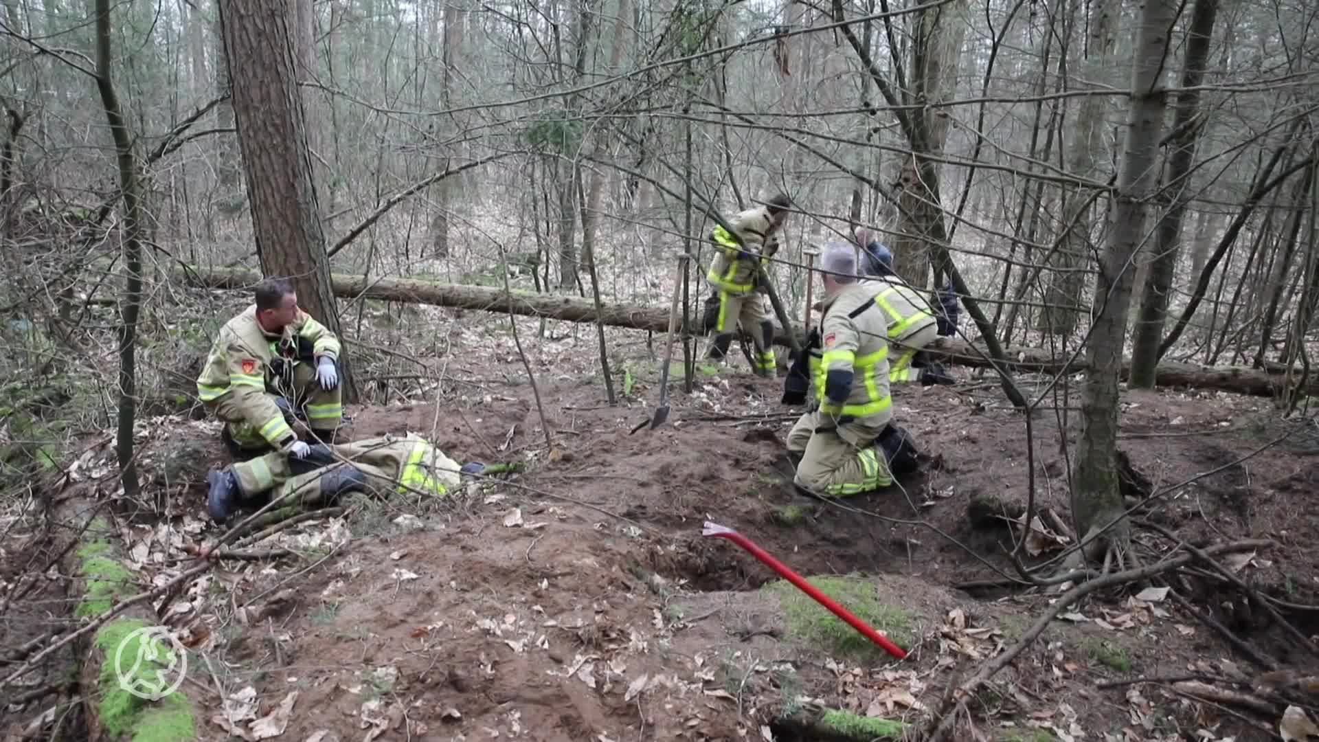 Teckel Pippa verdwijnt in dassenburcht, al 1,5 dag vermist: 'Kans dat ze burcht nooit meer verlaat'