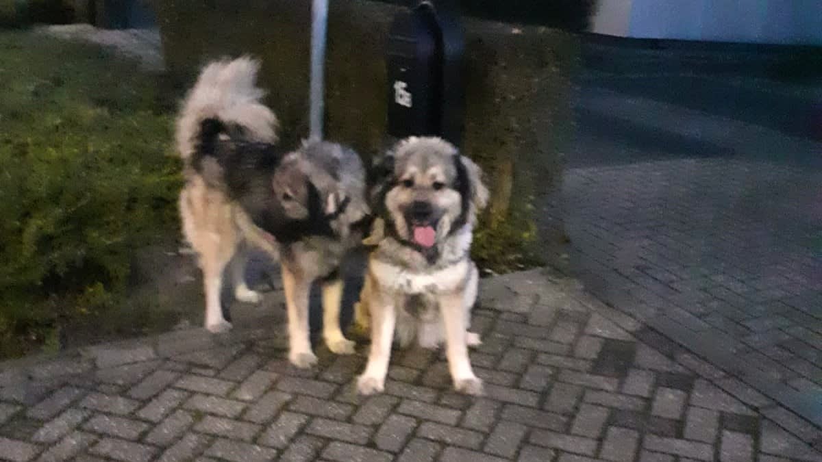 Honden vastgebonden aan brievenbus en achtergelaten in Helmond